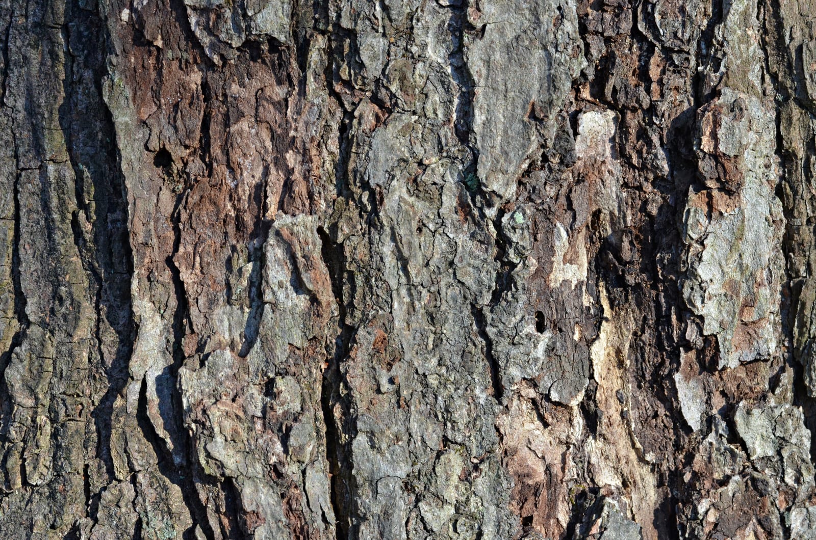 Red Maple