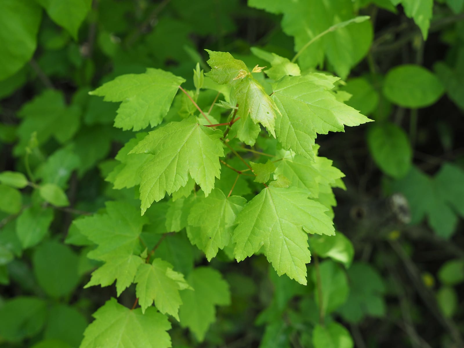Red Maple thumbnail 3