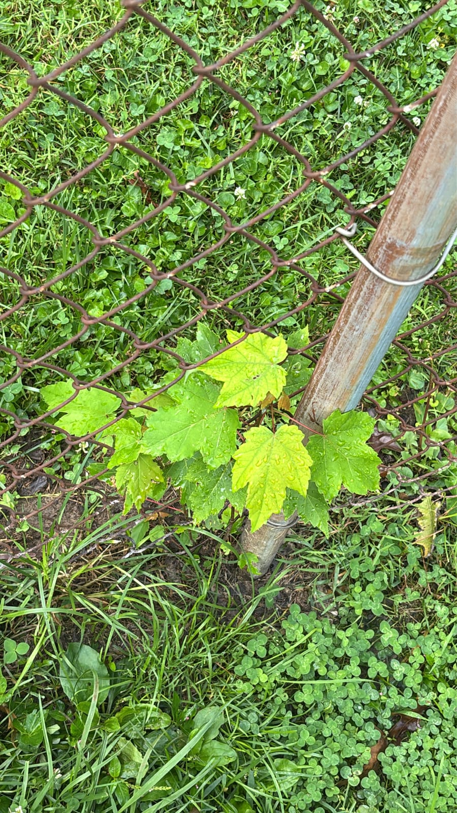Red Maple thumbnail 4