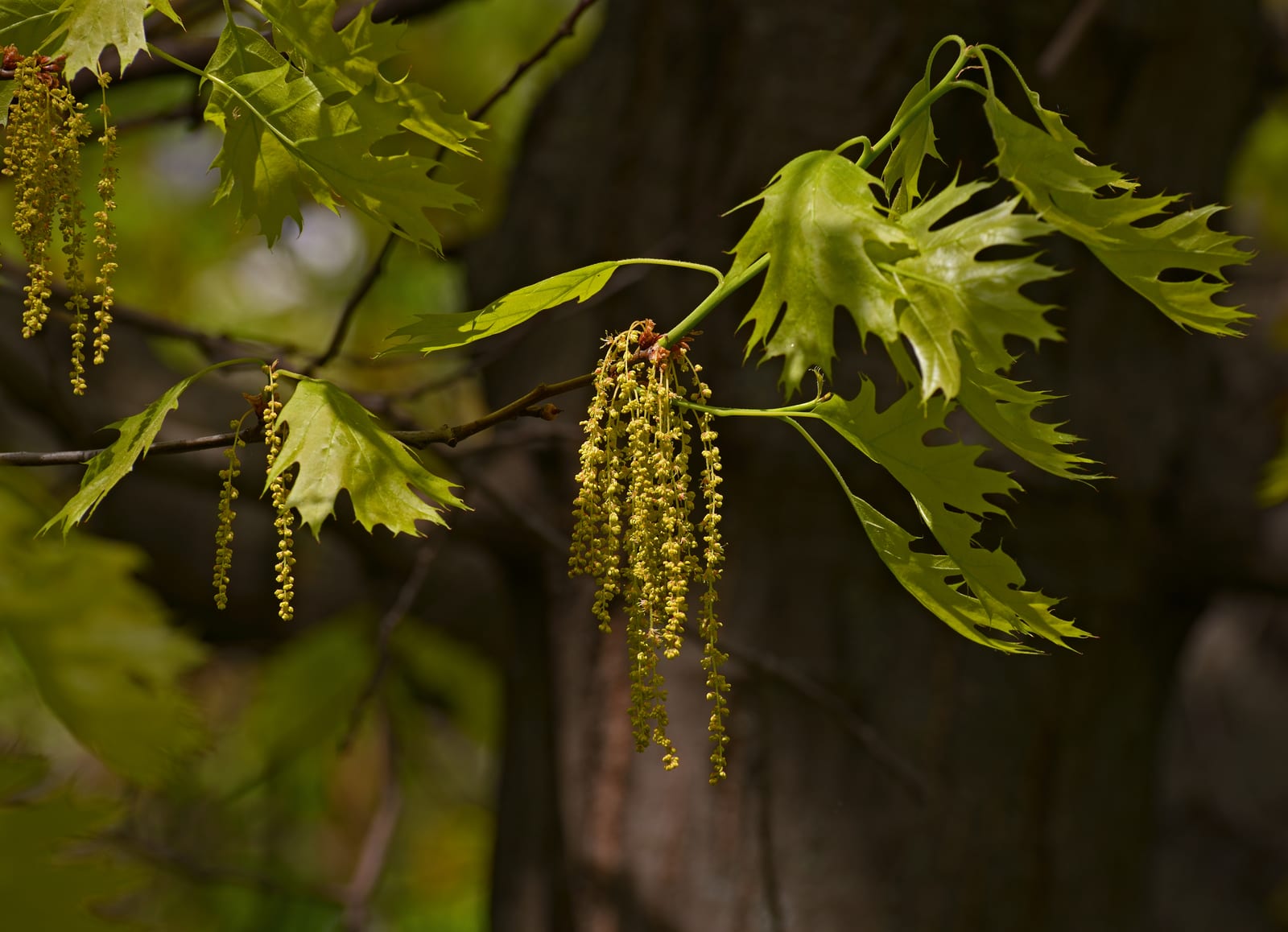 Red Oak thumbnail 2