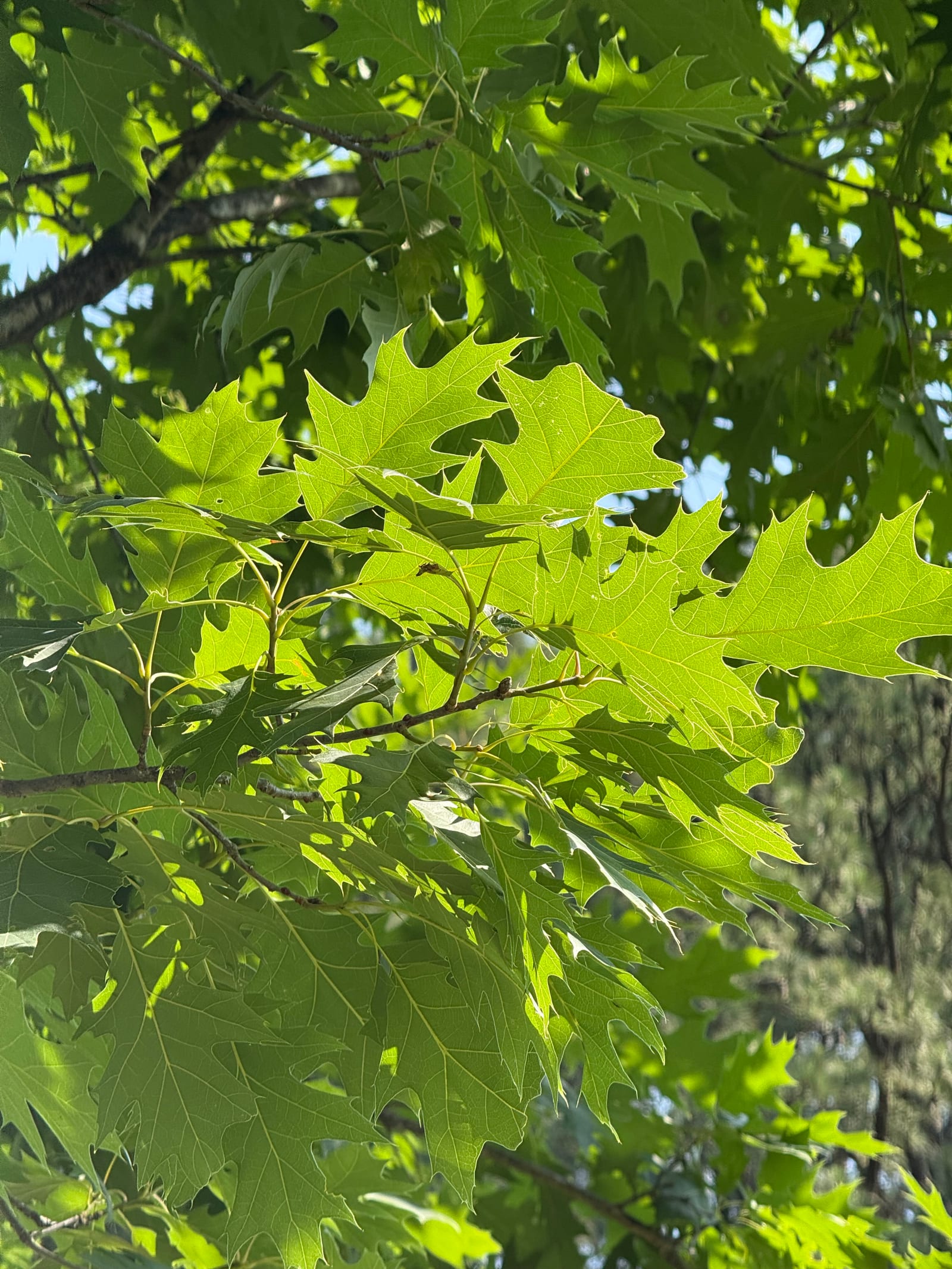 Red Oak thumbnail 3