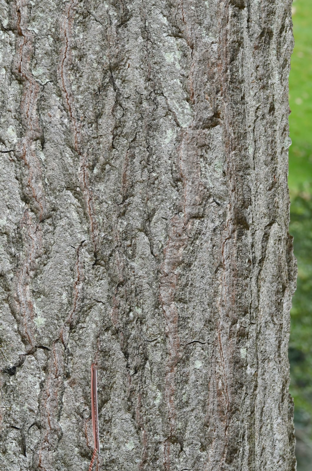 Red Oak thumbnail 4