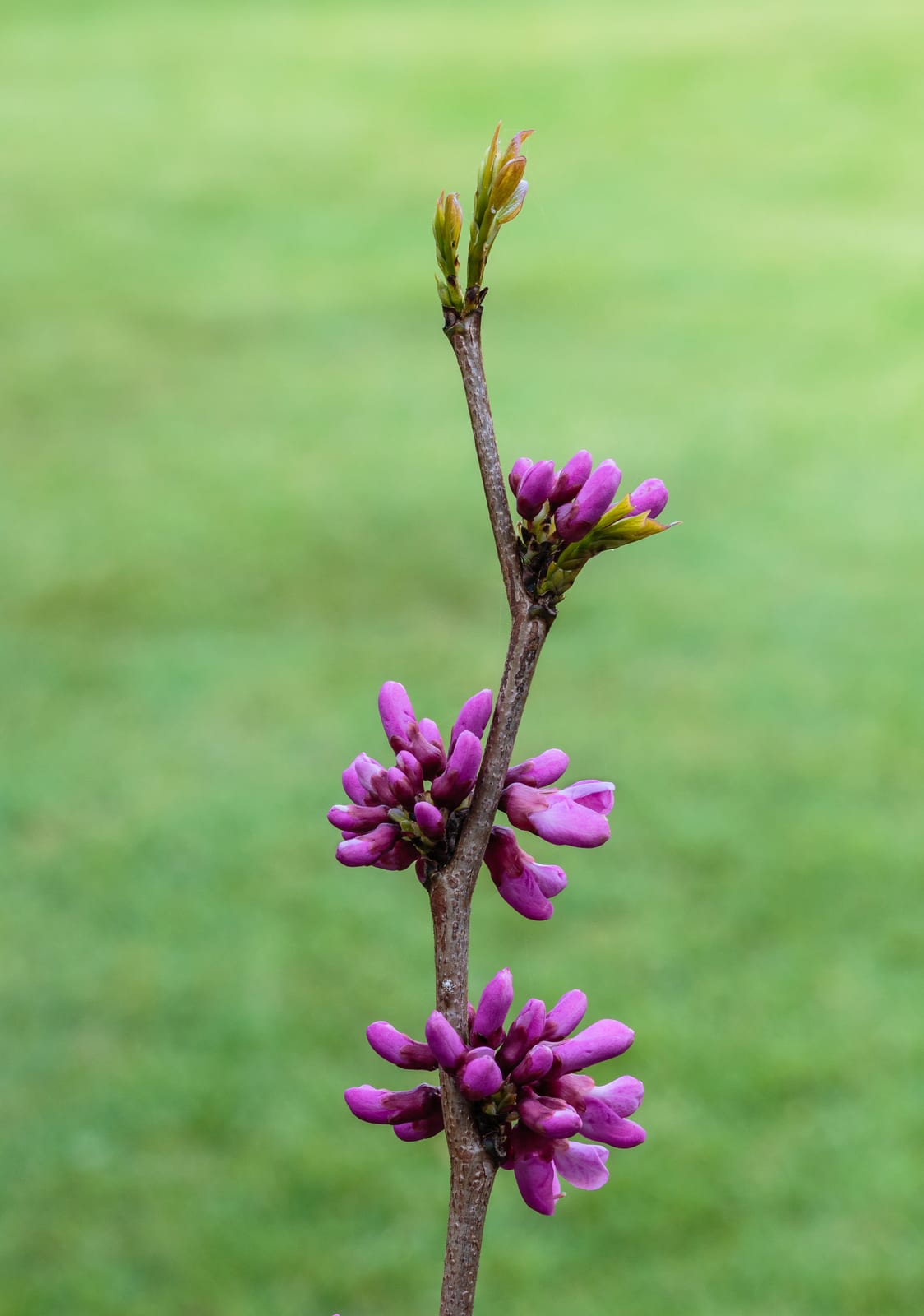 Redbud