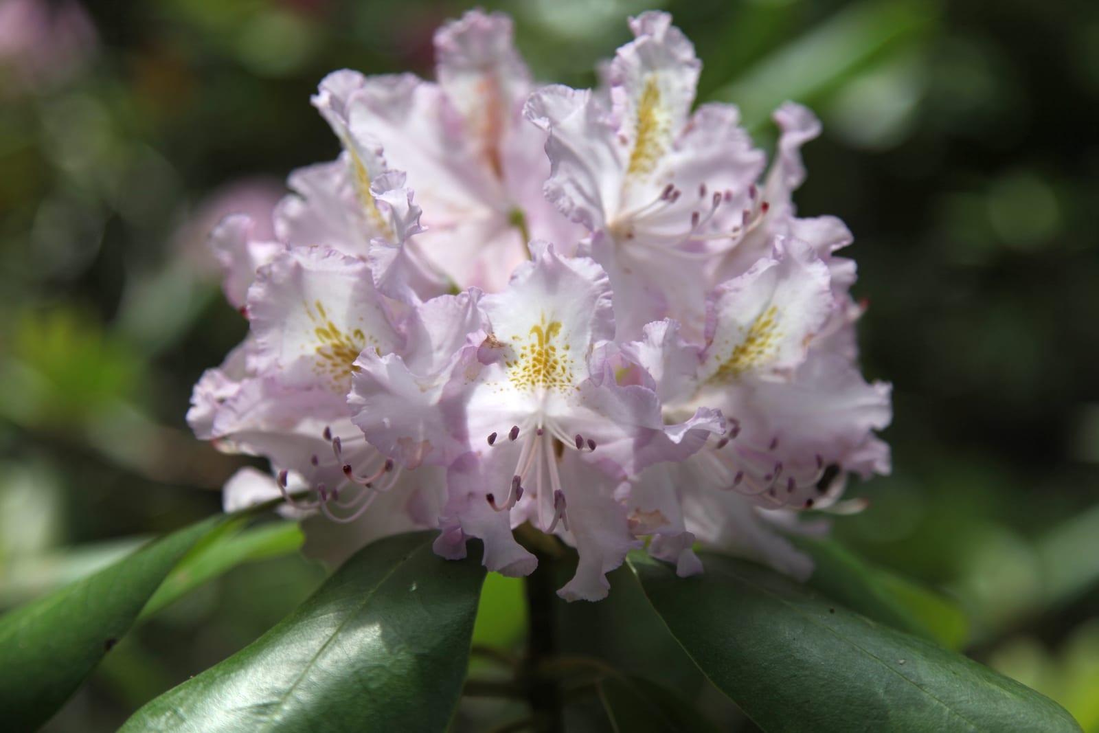 Rhododendron