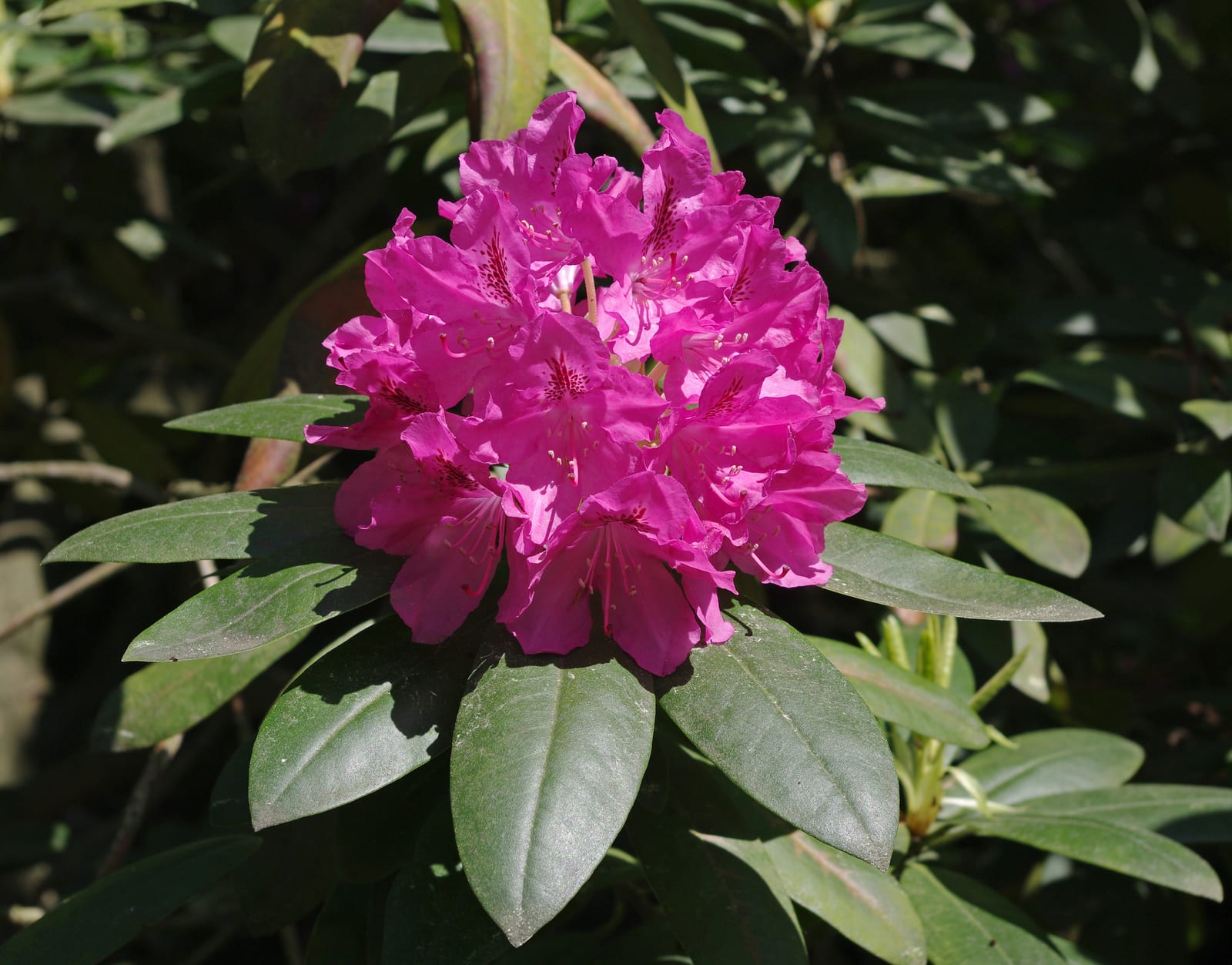 Rhododendron thumbnail 3