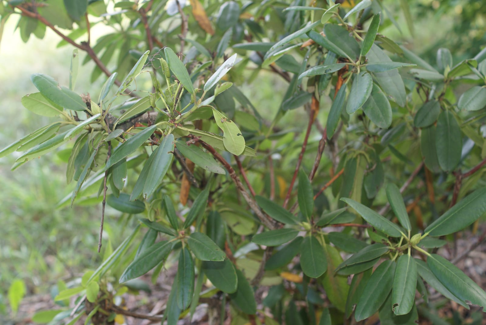 Rhododendron thumbnail 4