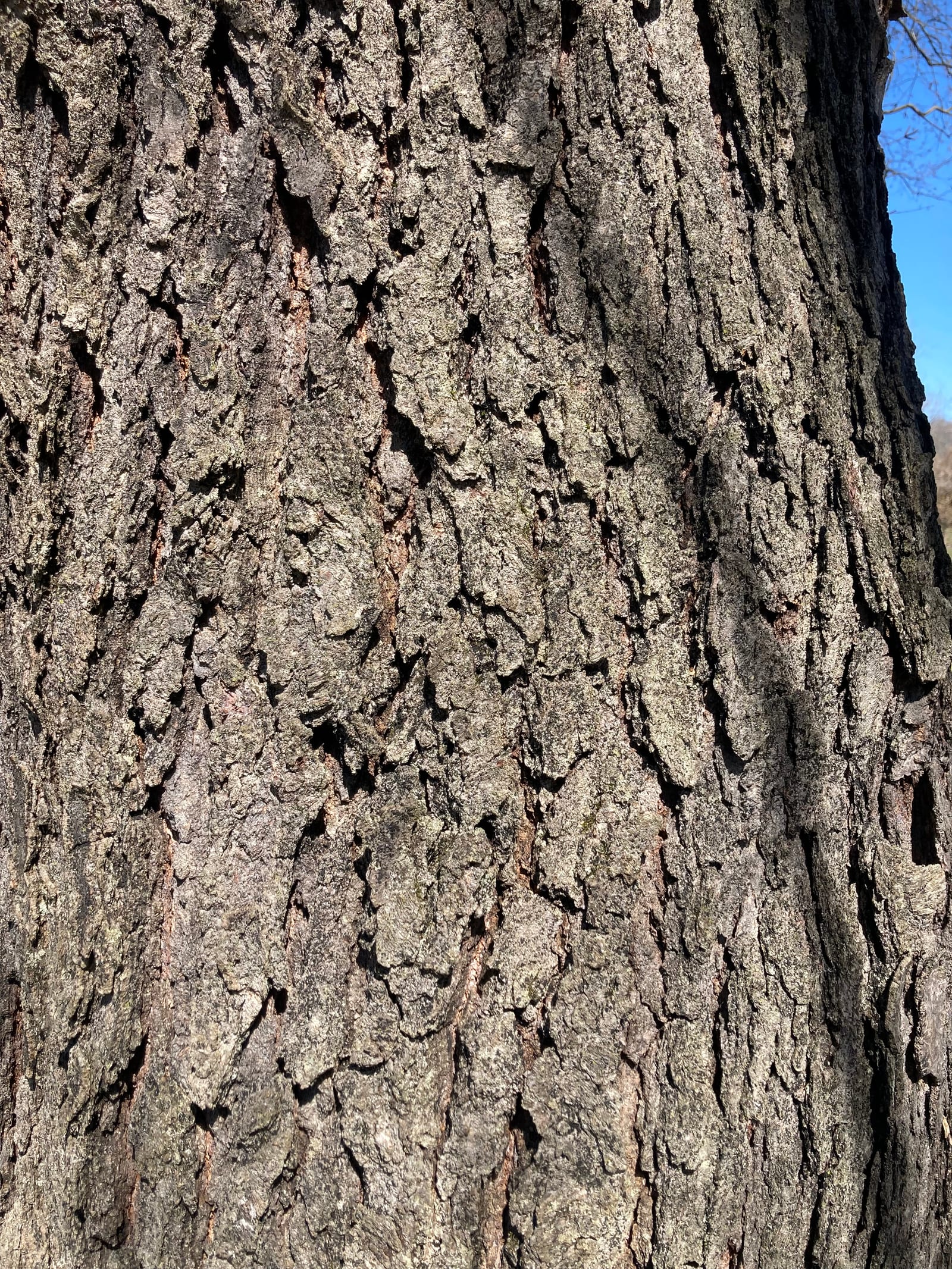 River Birch