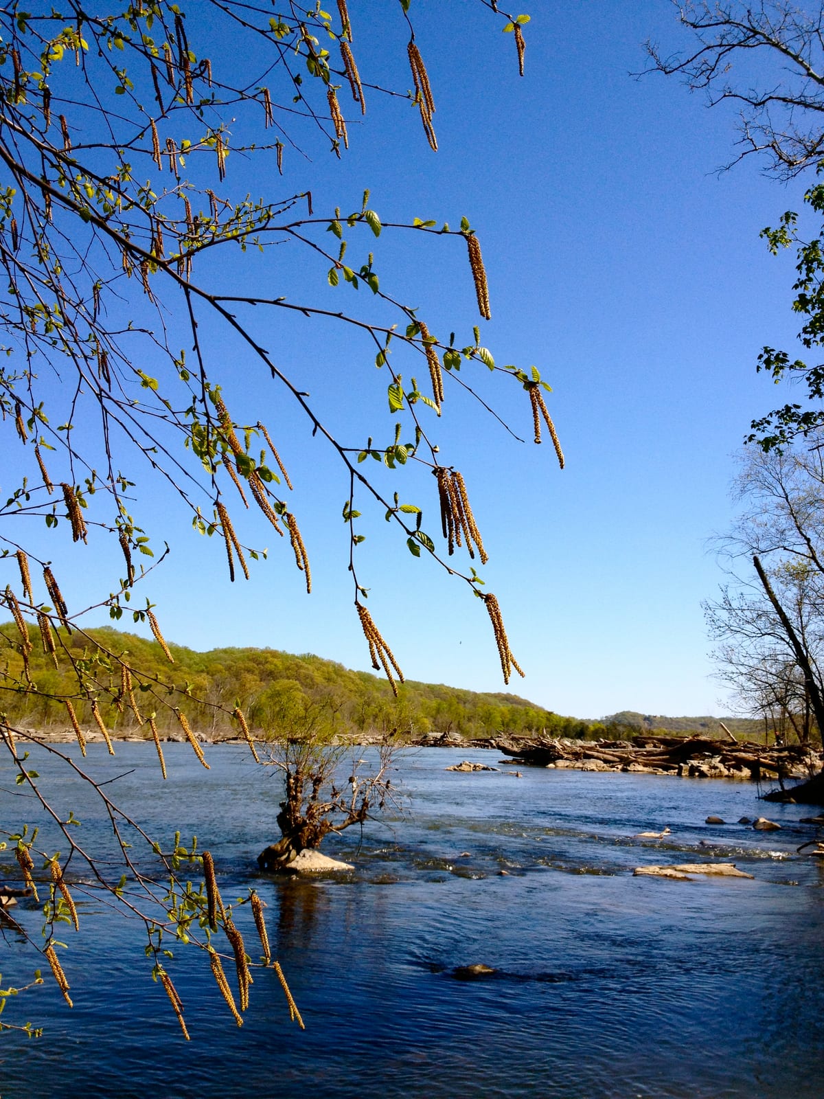 River Birch thumbnail 2