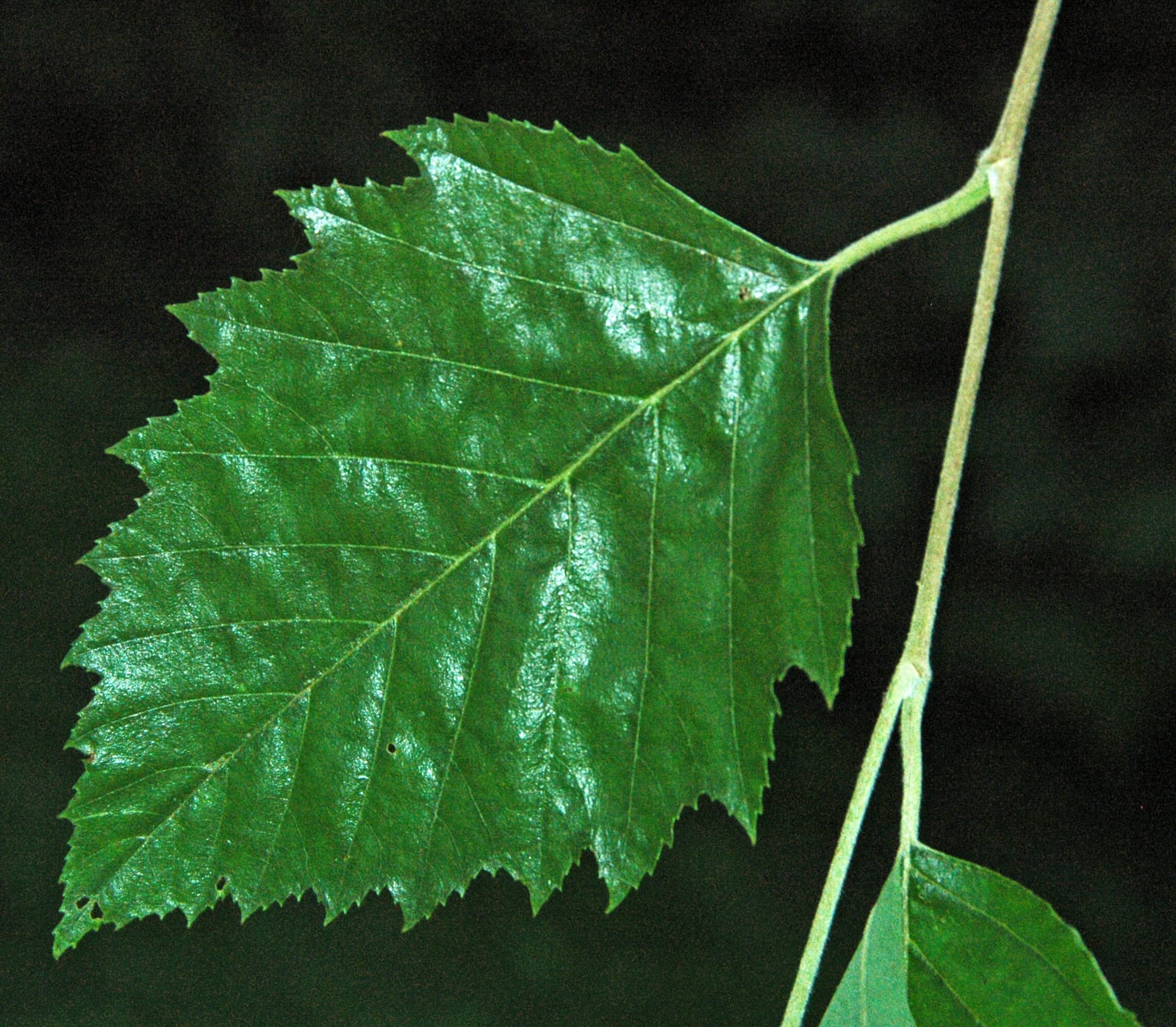 River Birch thumbnail 3