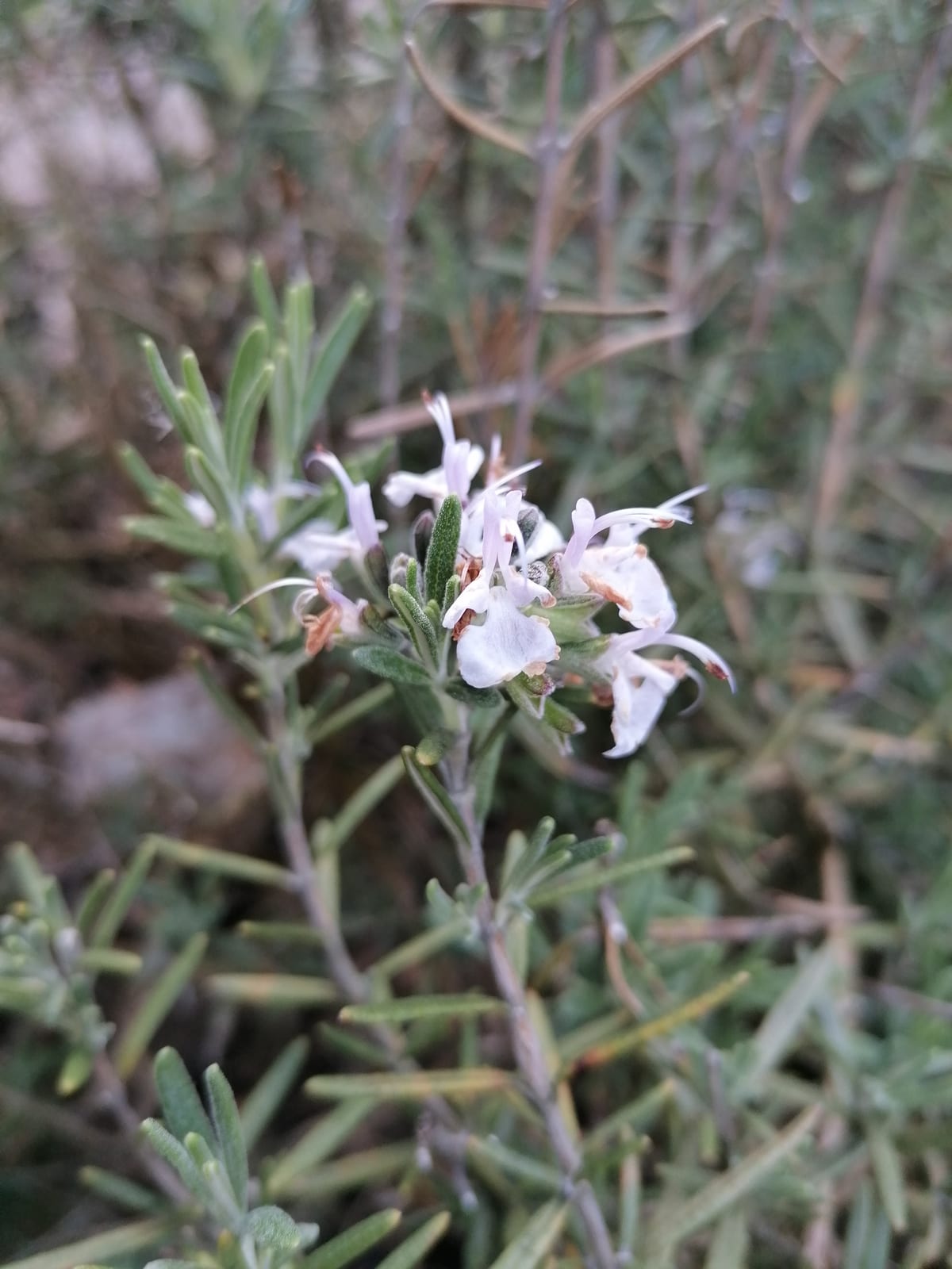 Rosemary