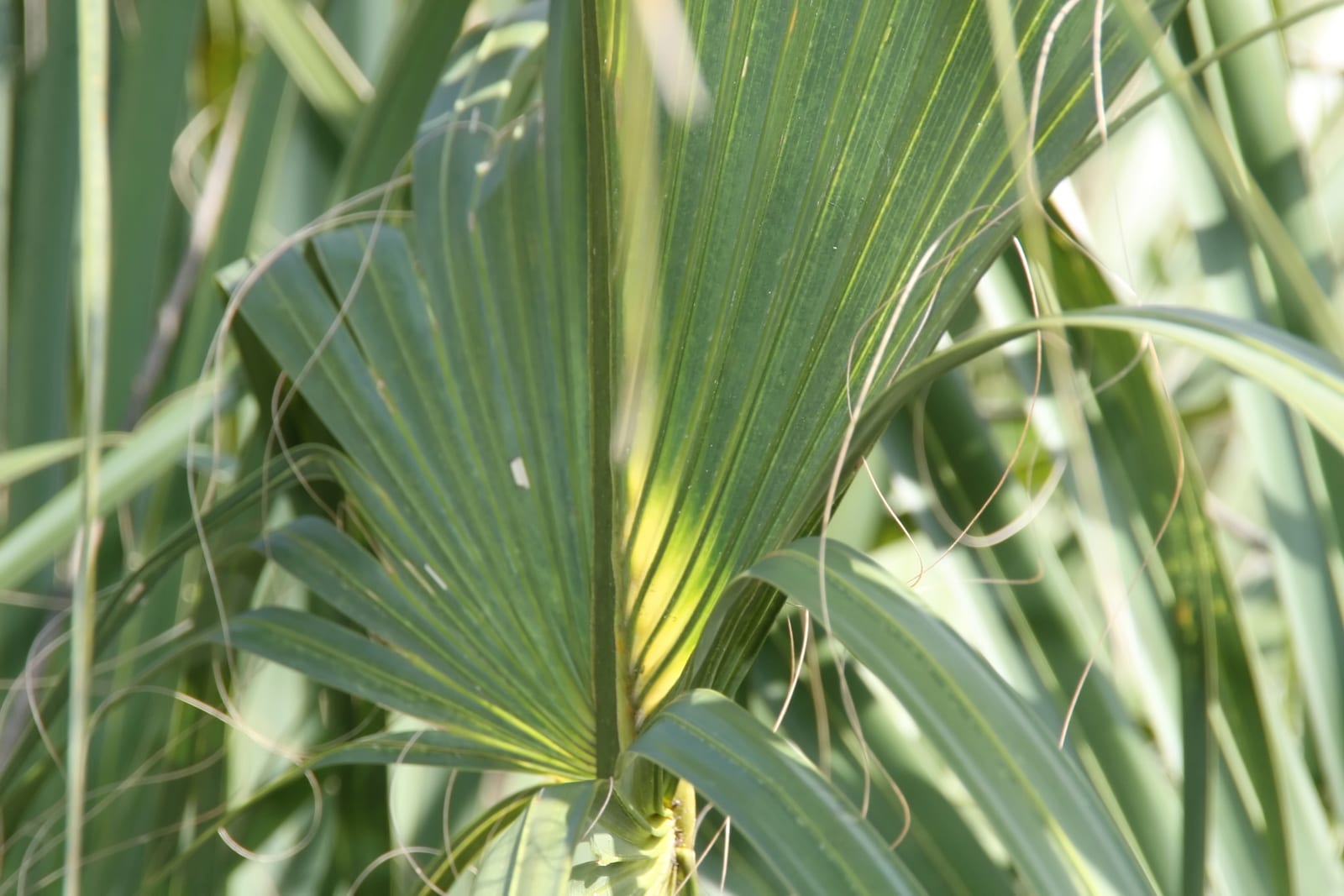 Sabal Palm (Cabbage Palm) thumbnail 2