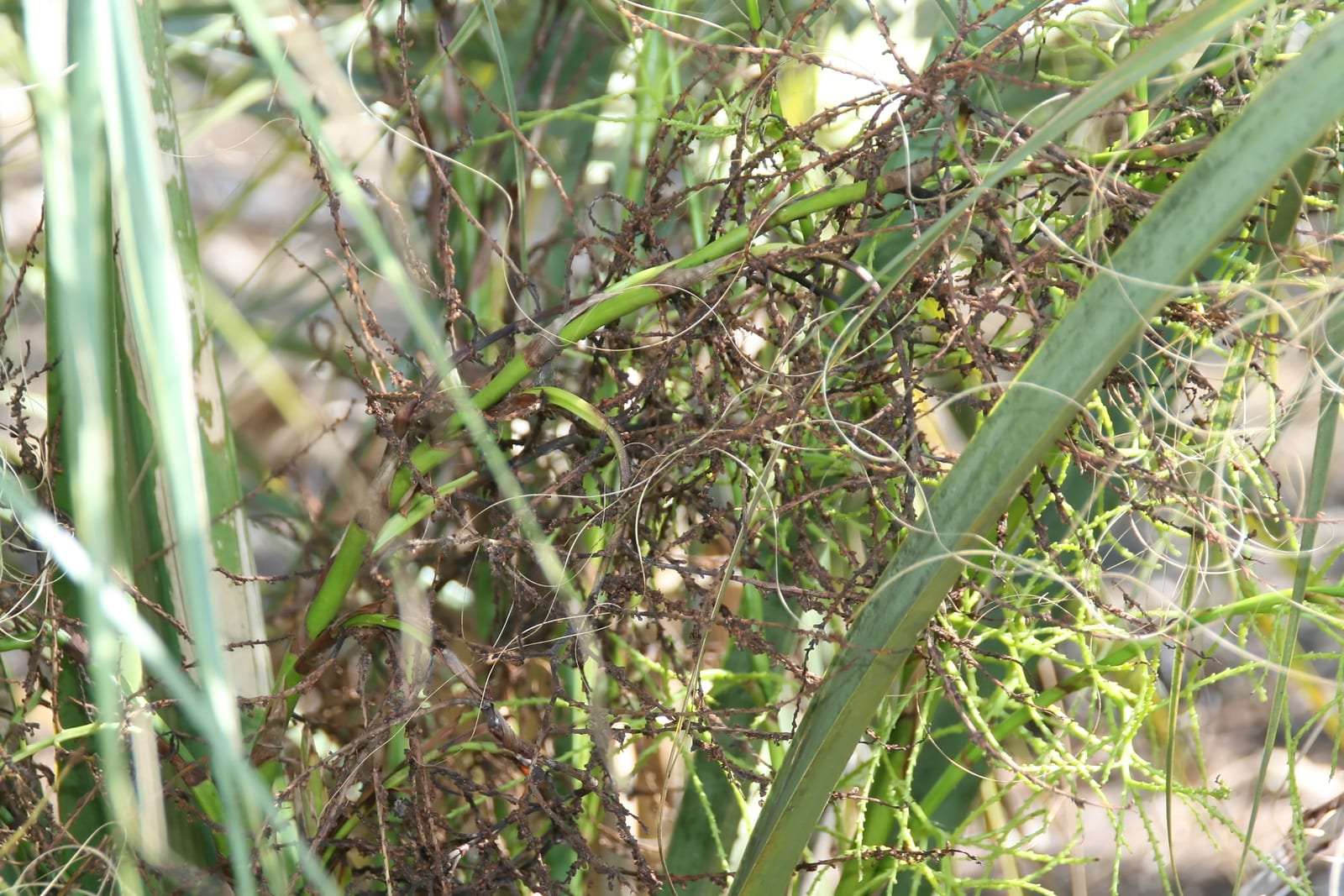 Sabal Palm (Cabbage Palm) thumbnail 3