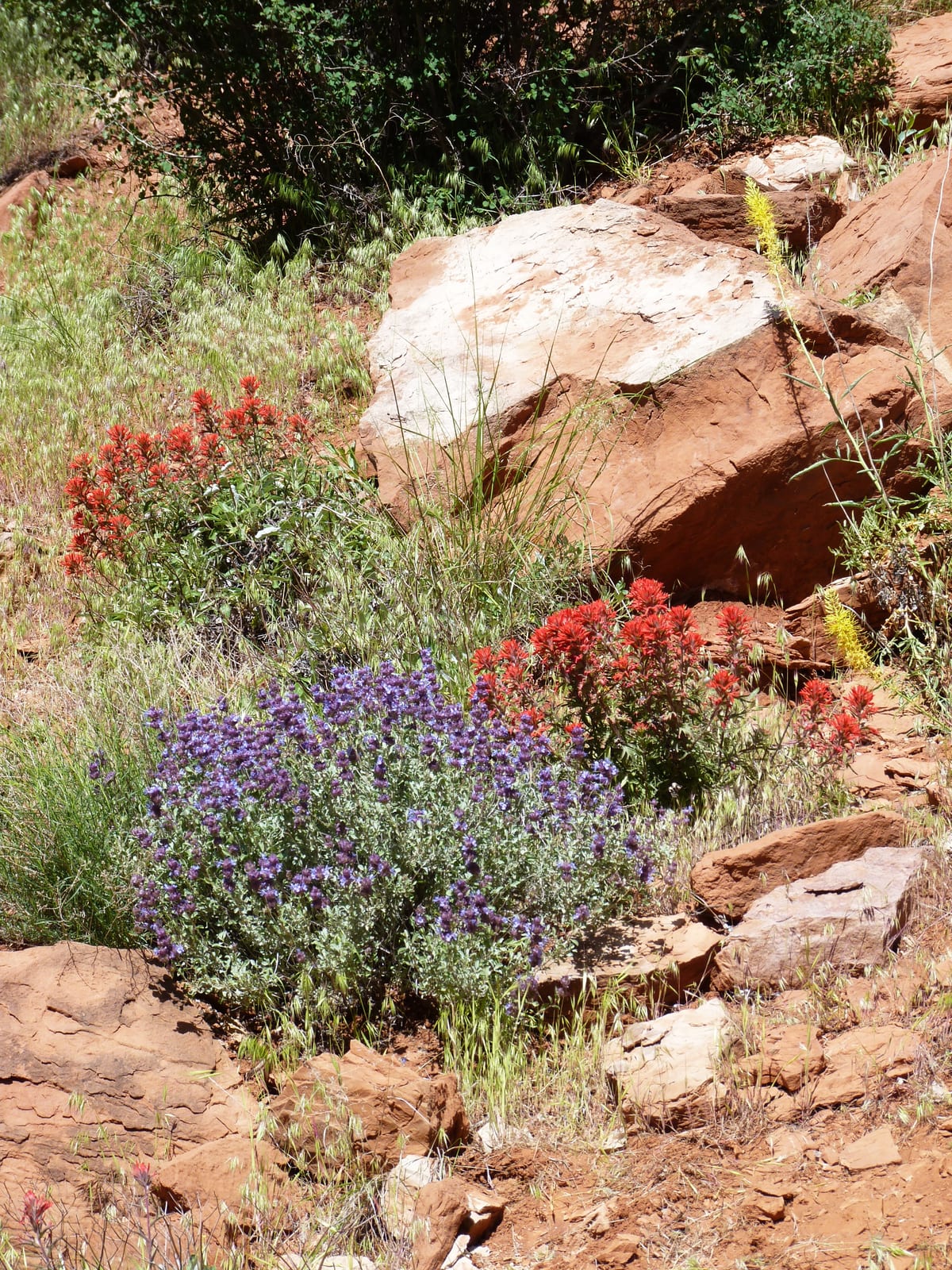 Salvia