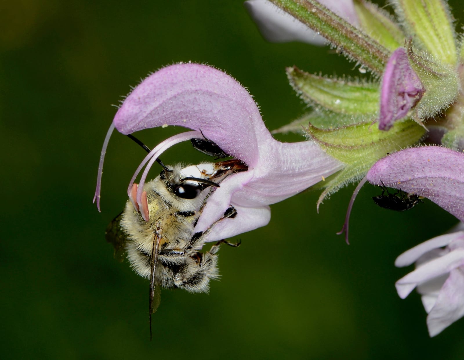 Salvia thumbnail 4