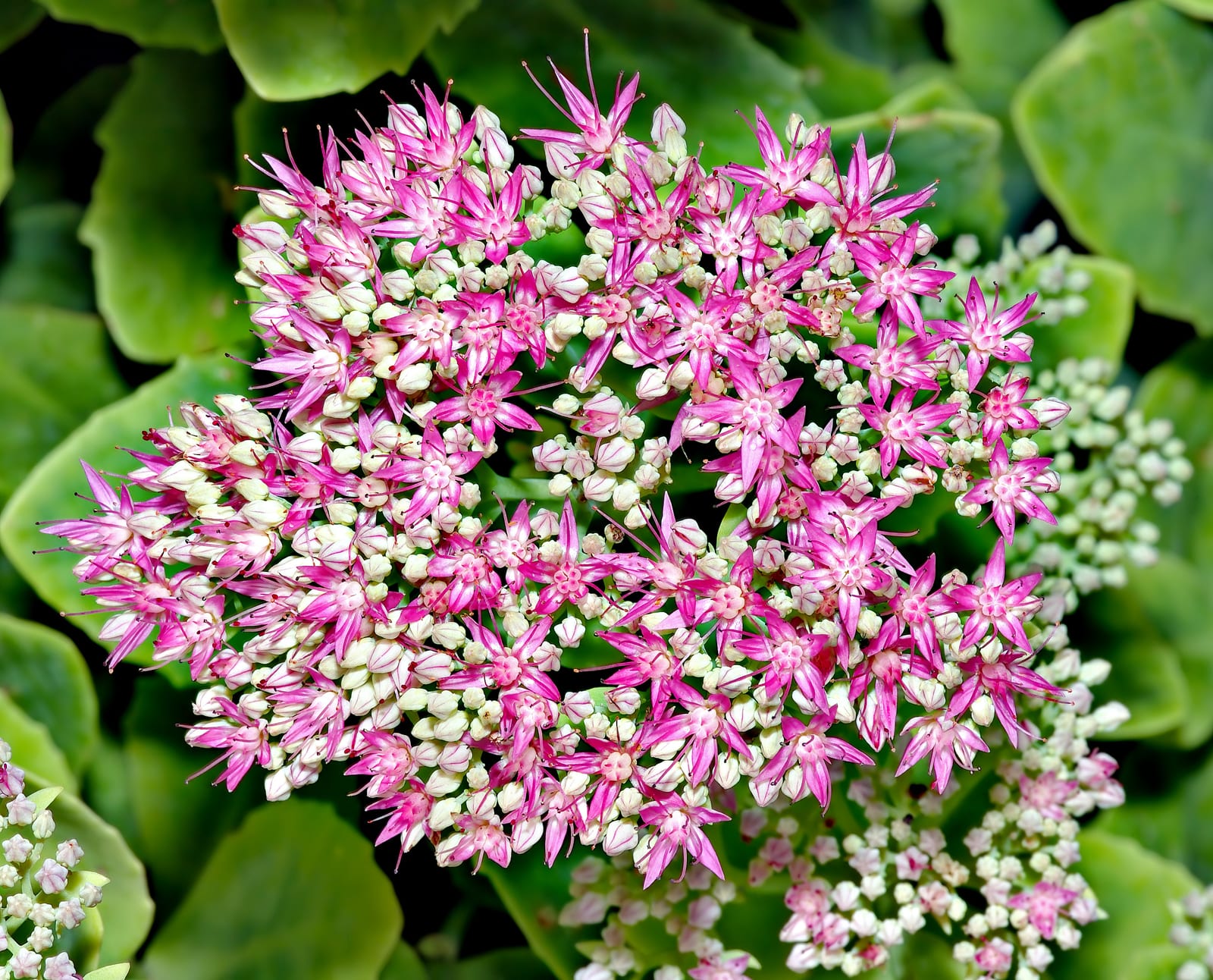 Sedum (Stonecrop) thumbnail 3