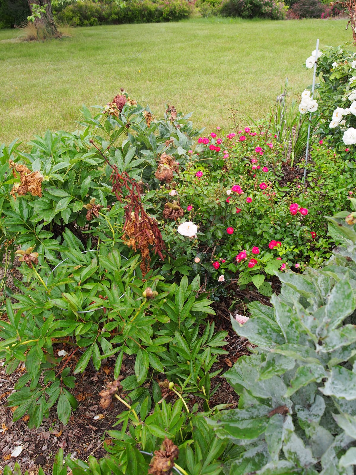 Shrub Rose (English/Landscape Rose)