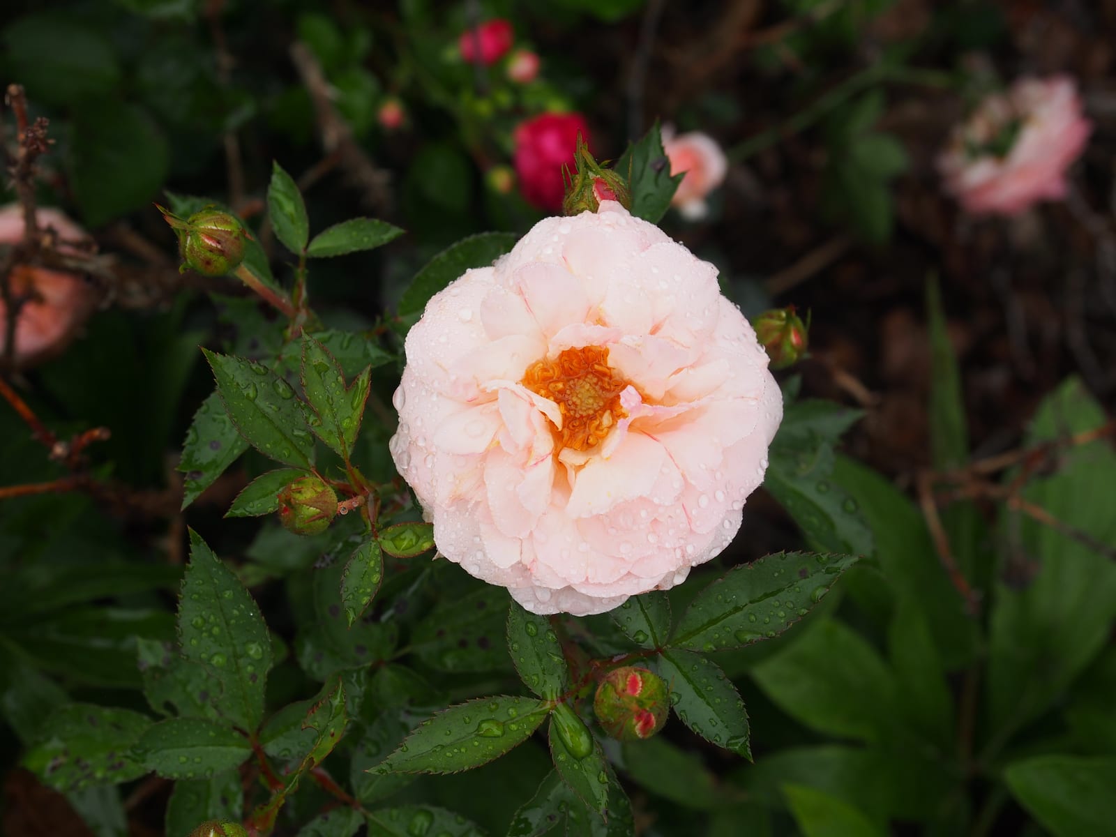 Shrub Rose (English/Landscape Rose) thumbnail 4