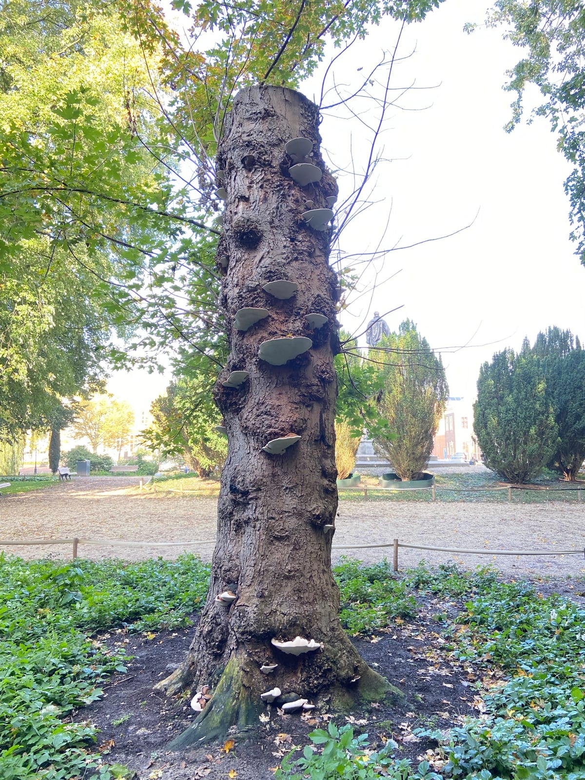 Silver Maple thumbnail 2