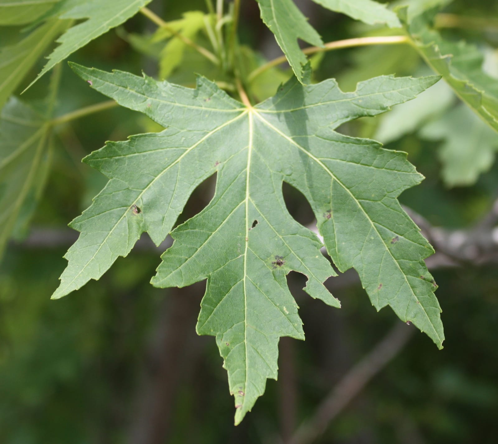 Silver Maple thumbnail 3