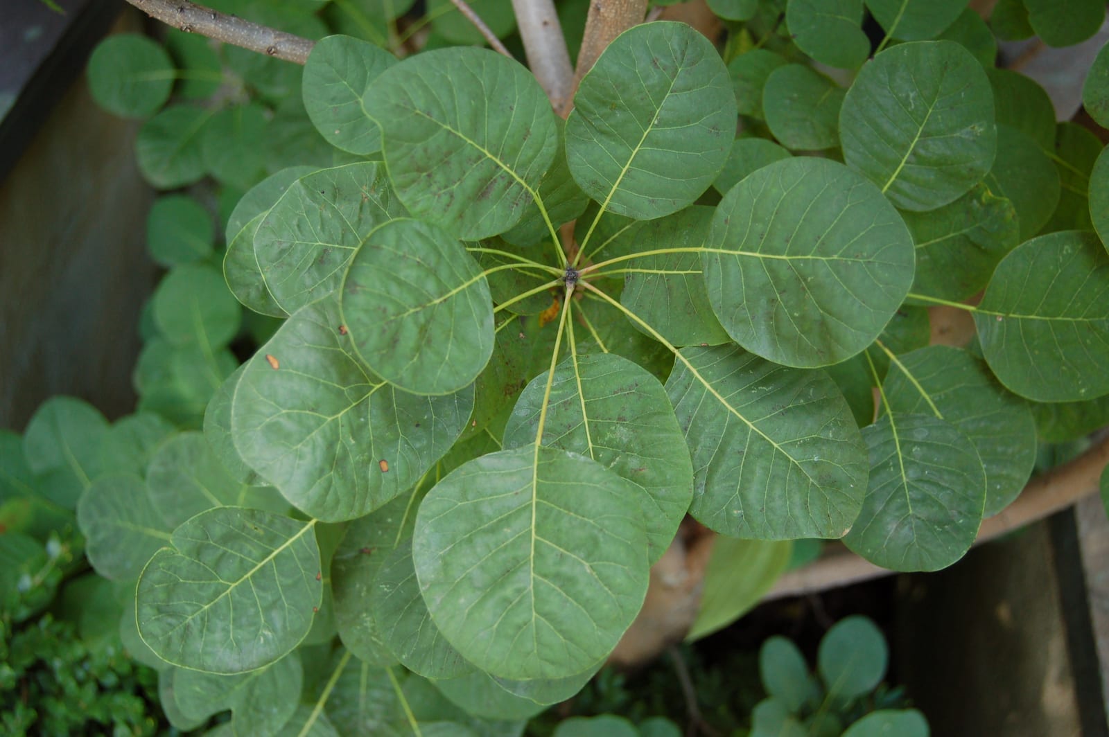 Smokebush thumbnail 2
