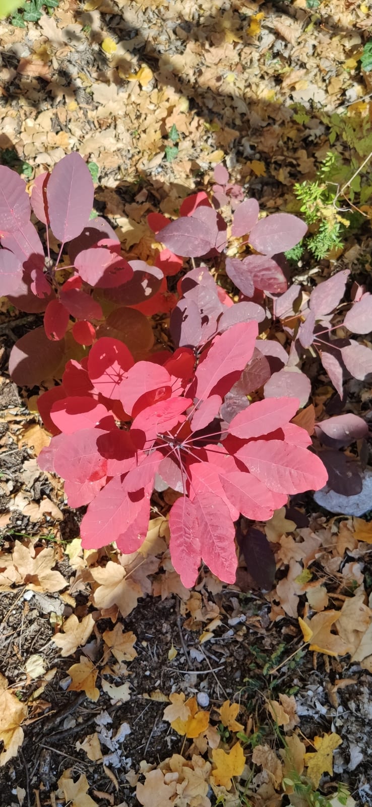 Smokebush thumbnail 3