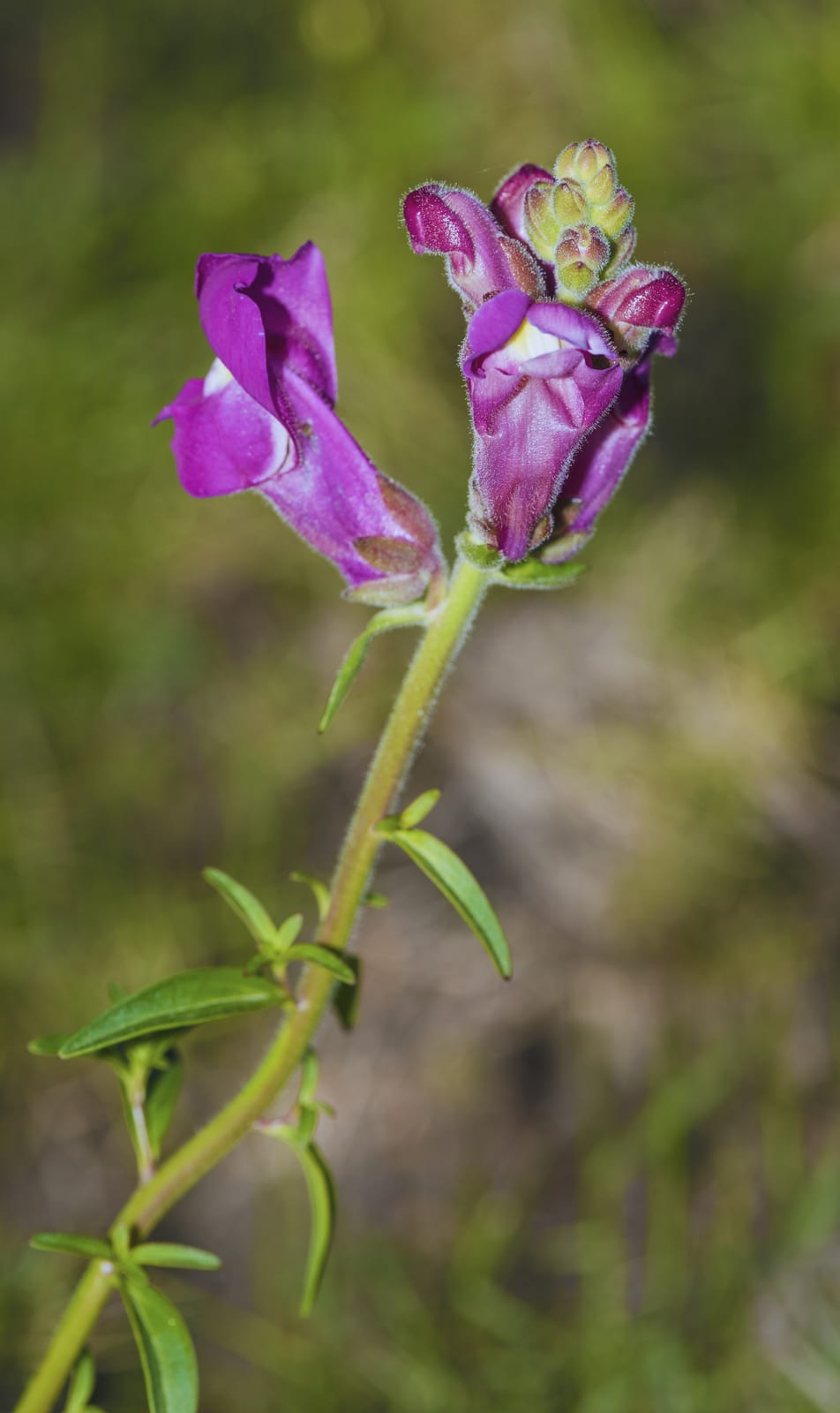 Snapdragon