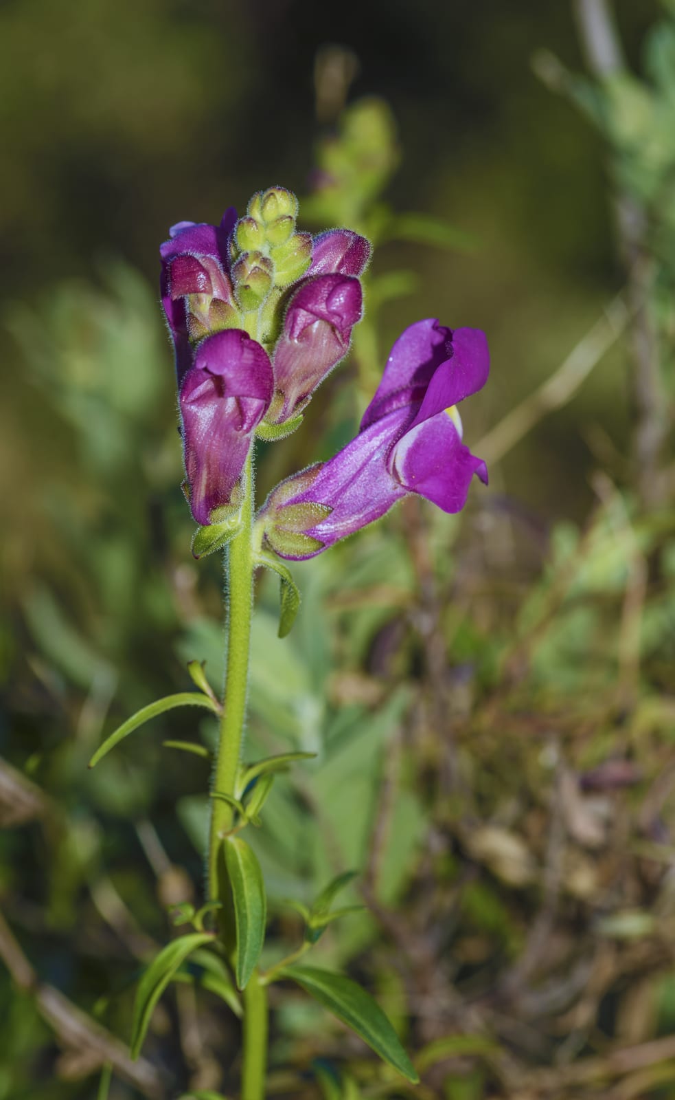 Snapdragon thumbnail 2