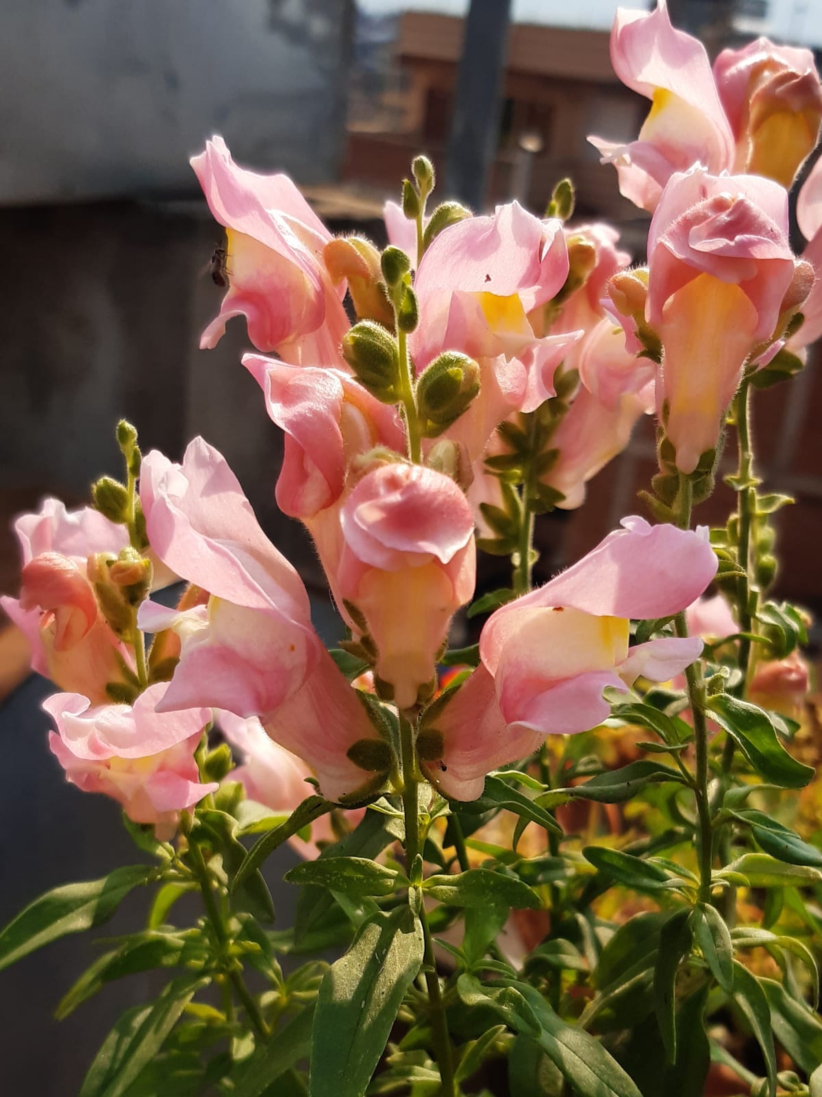 Snapdragon thumbnail 3