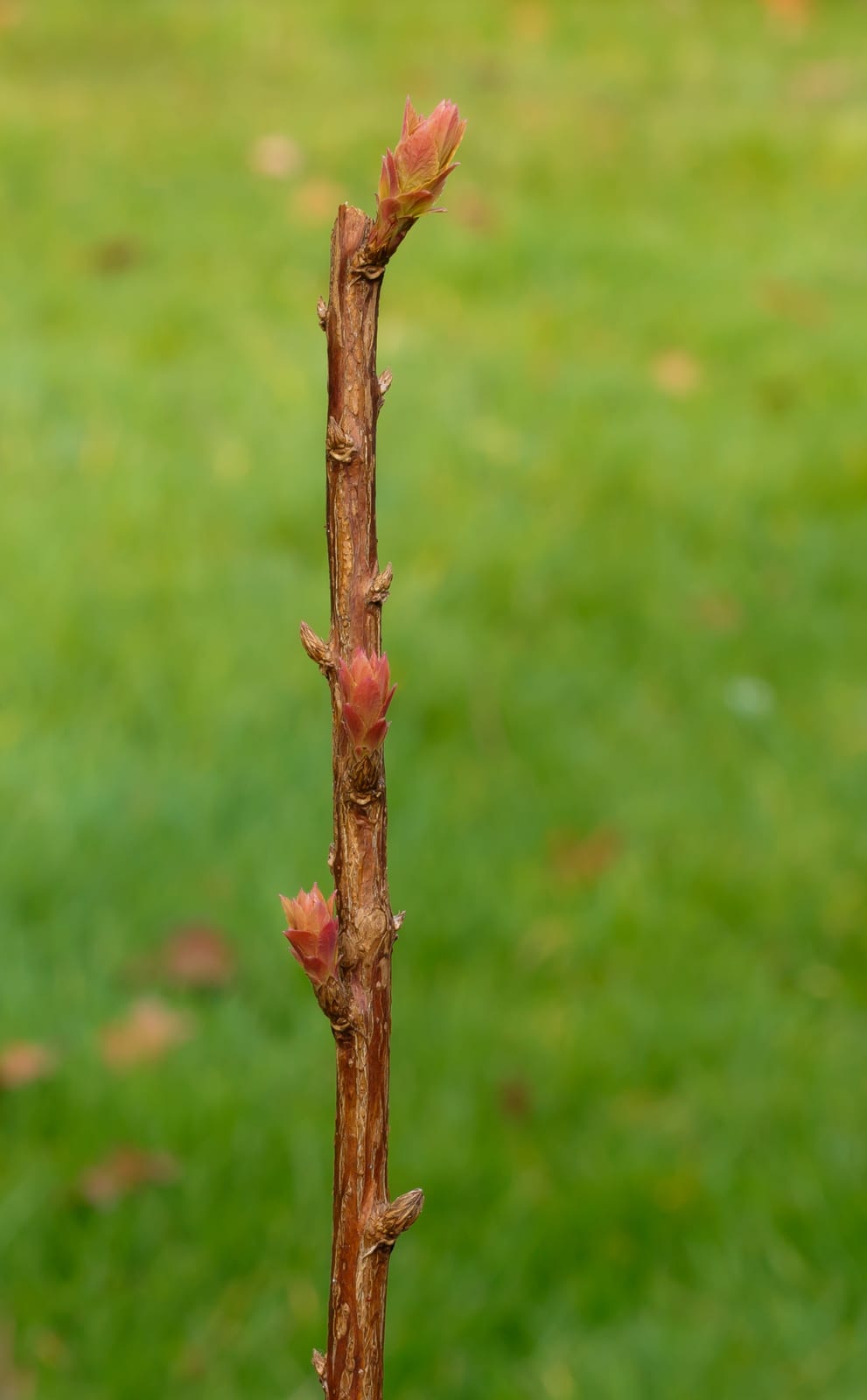 Spirea