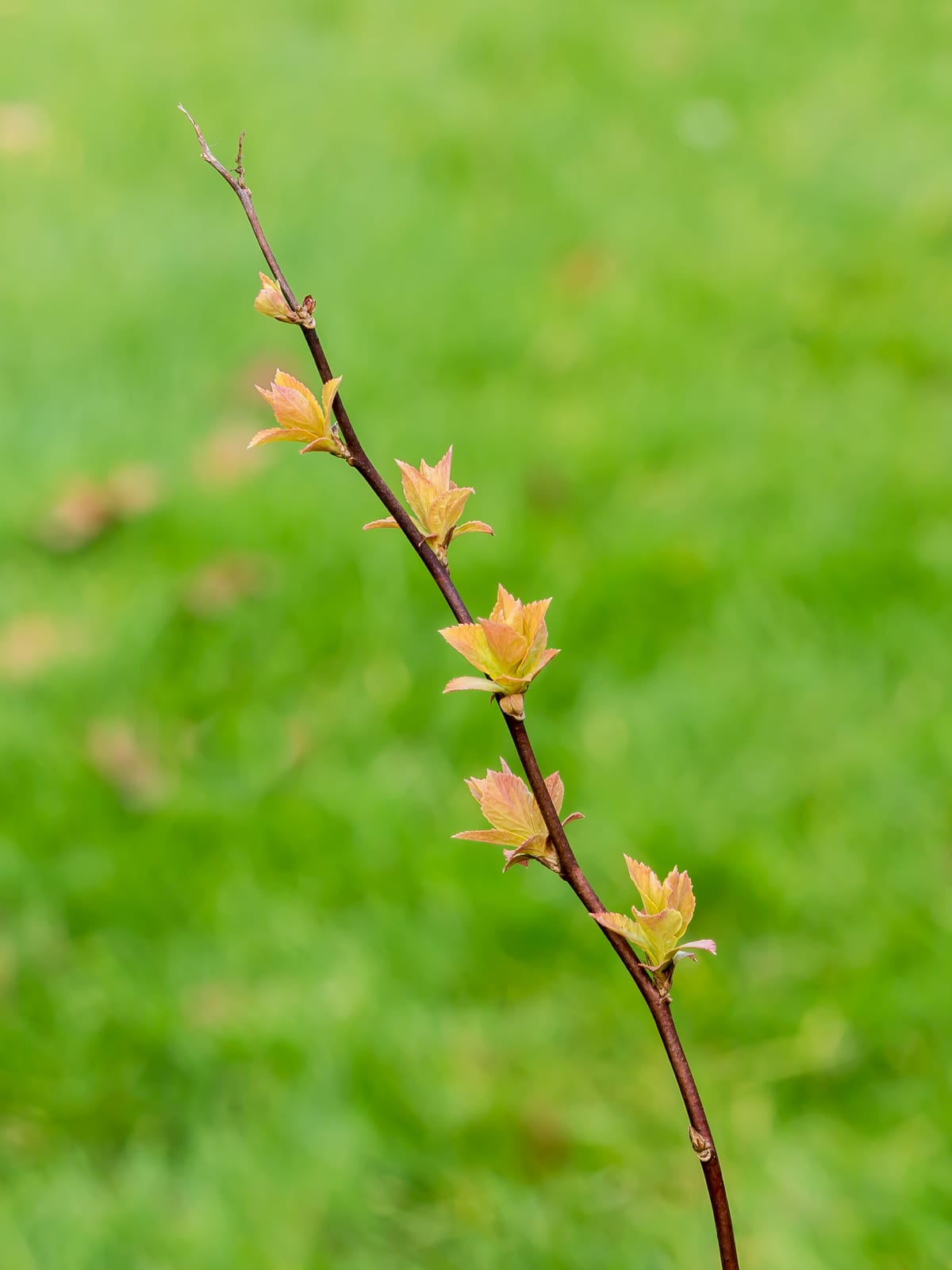 Spirea thumbnail 2