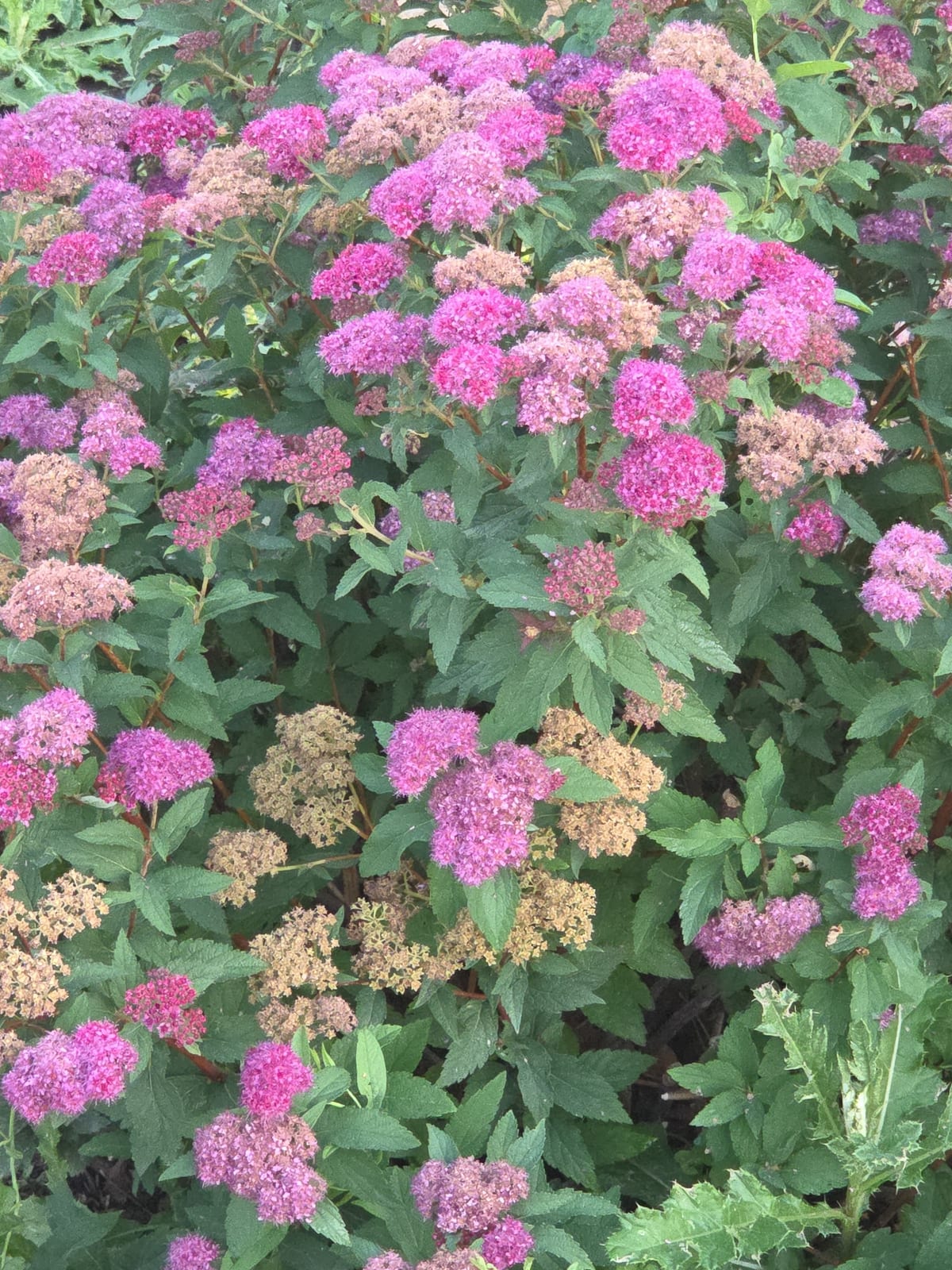 Spirea thumbnail 4