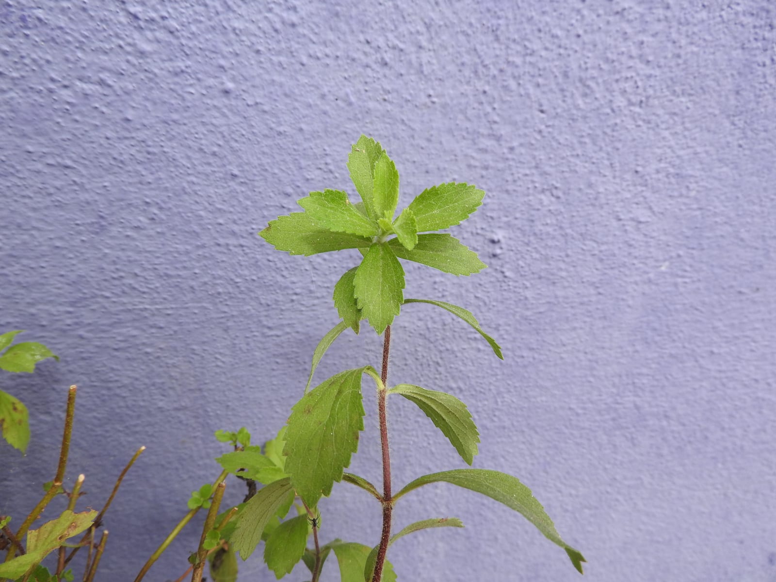 Stevia thumbnail 4