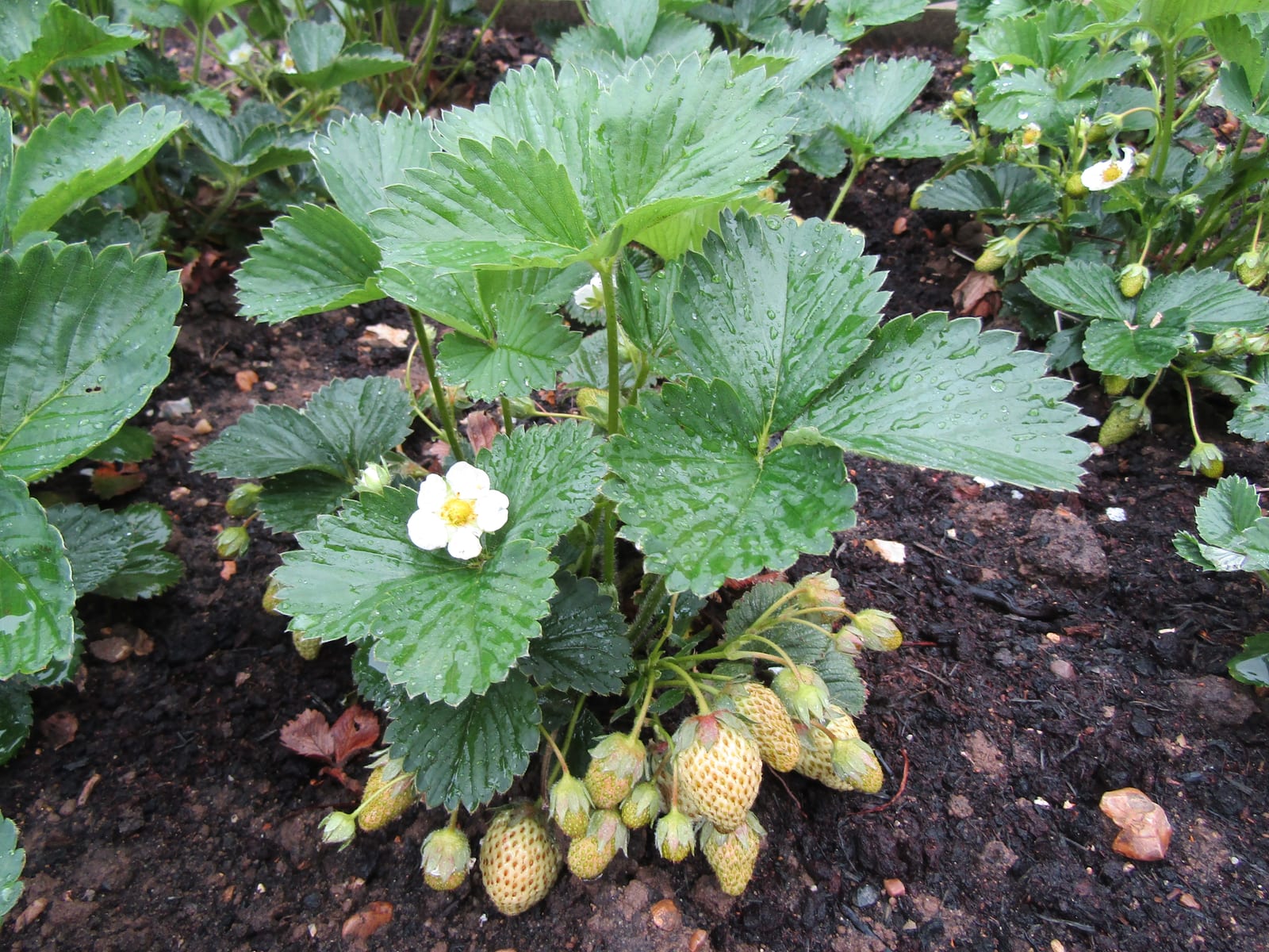 Strawberry thumbnail 3
