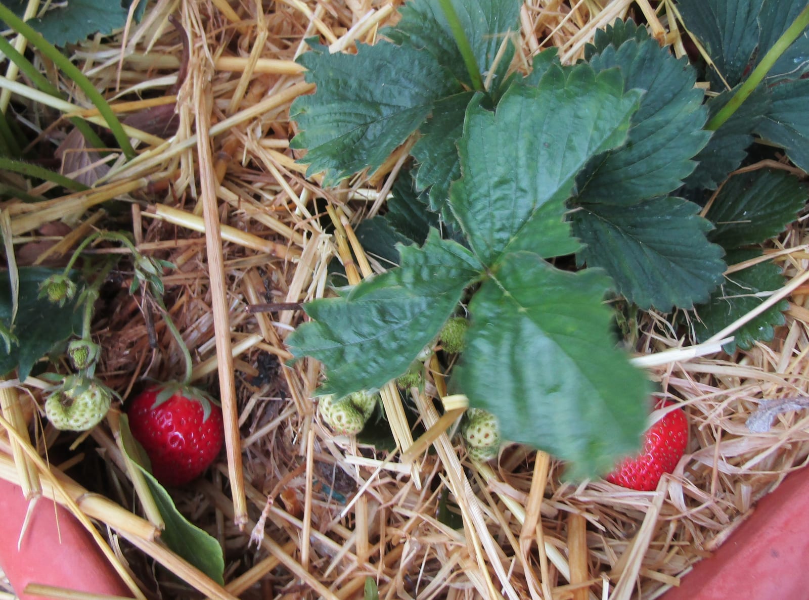 Strawberry thumbnail 4
