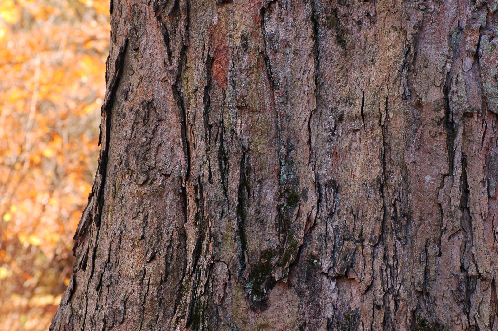 Sugar Maple