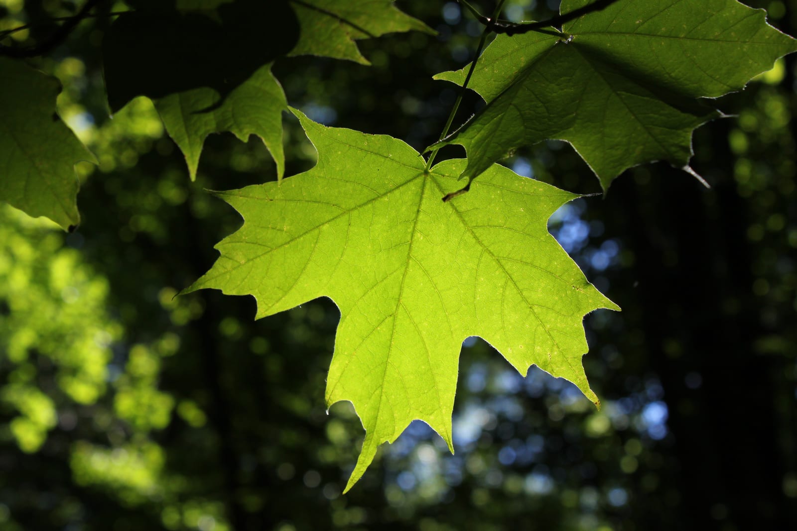 Sugar Maple thumbnail 4