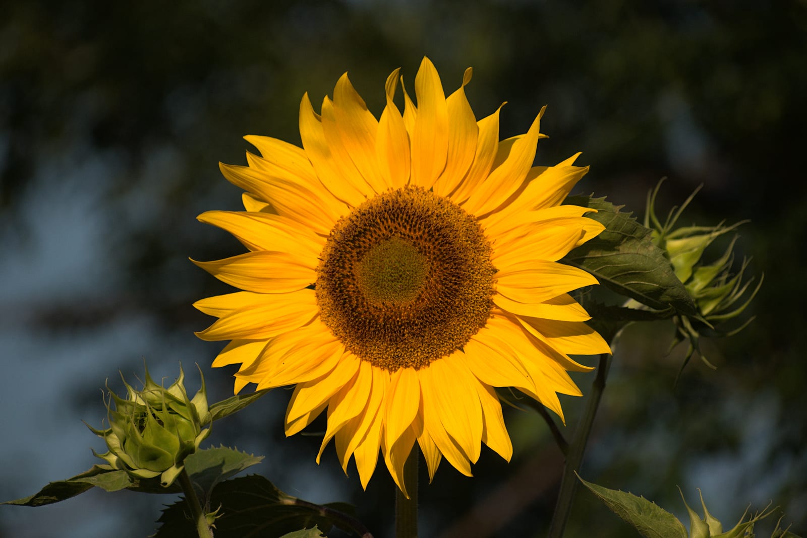 Sunflower thumbnail 2