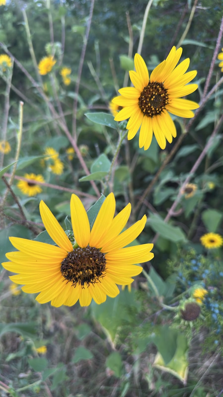 Sunflower thumbnail 4