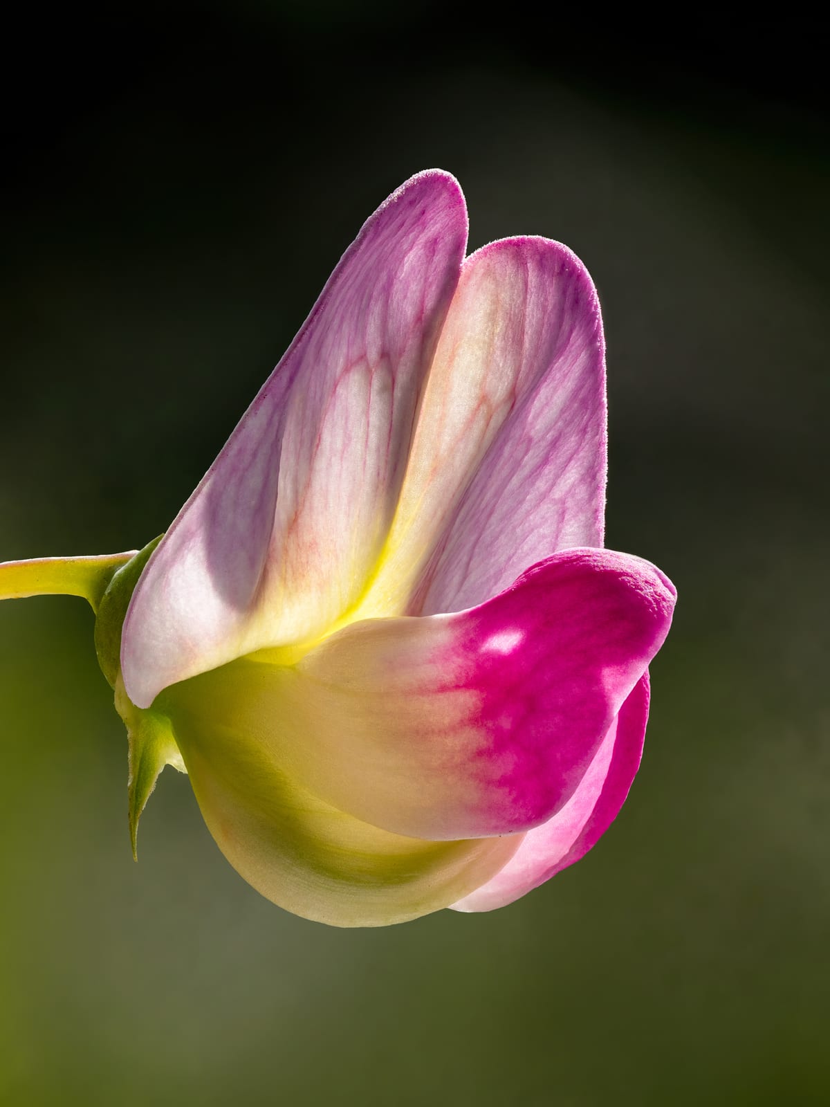 Sweet Pea