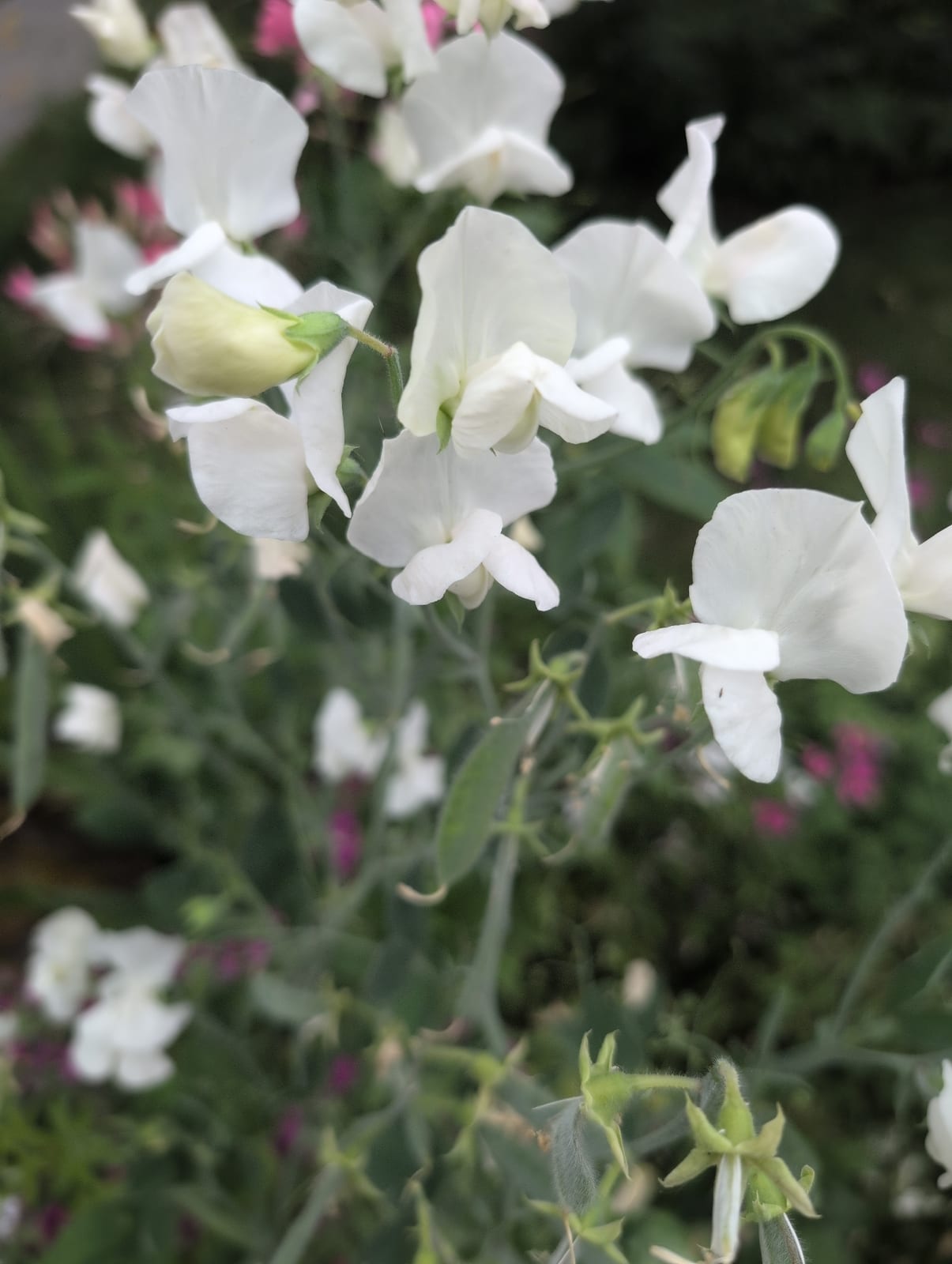 Sweet Pea thumbnail 3