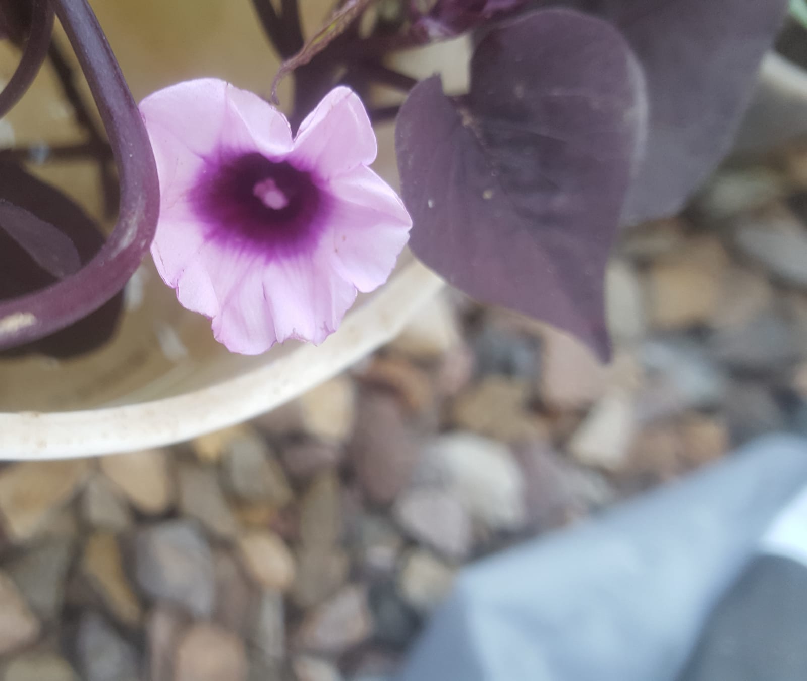 Sweet Potato thumbnail 2