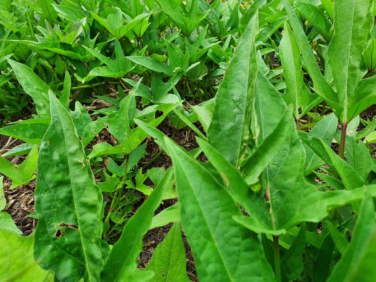Sweet Potato thumbnail 3