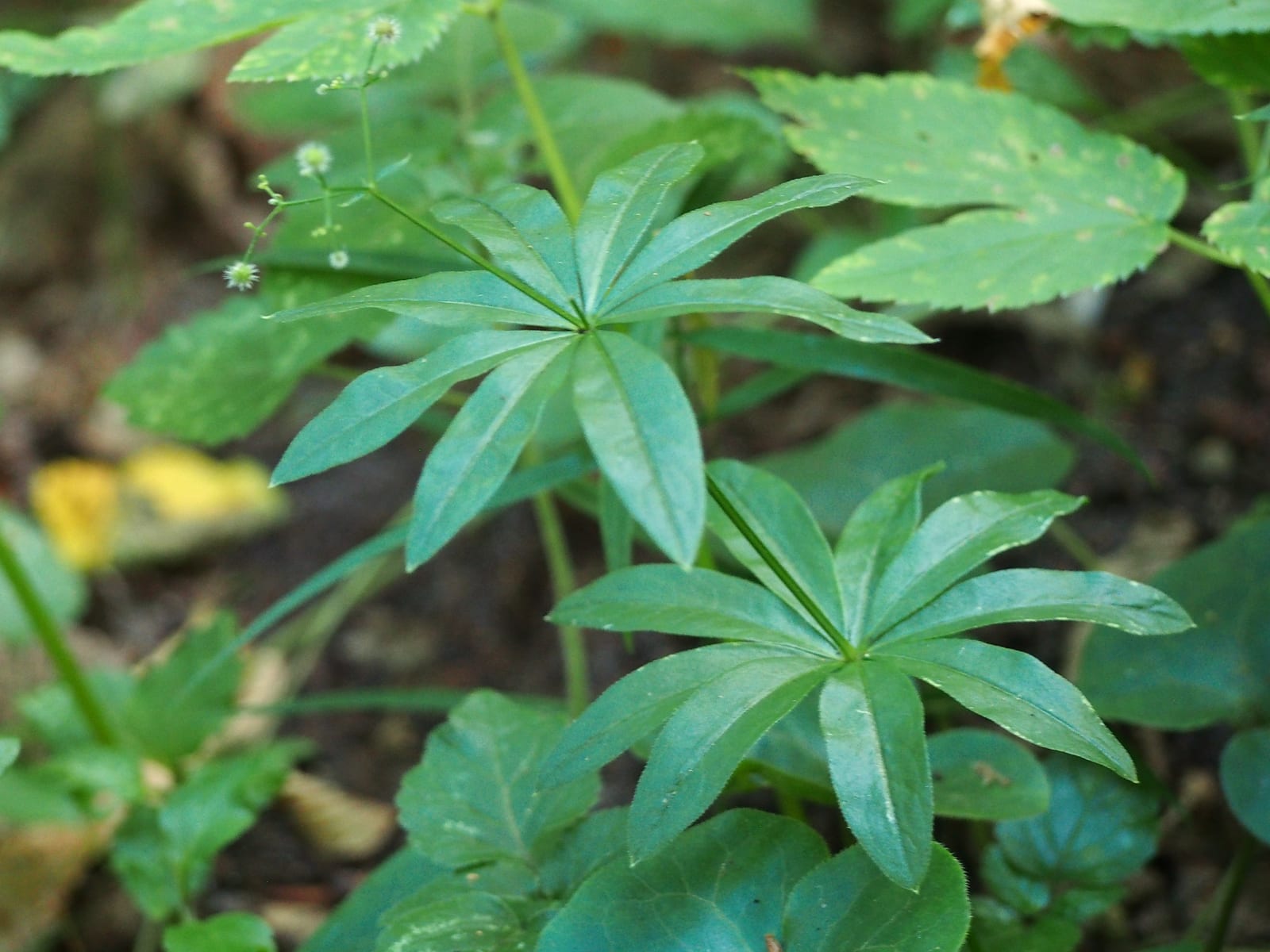 Sweet Woodruff