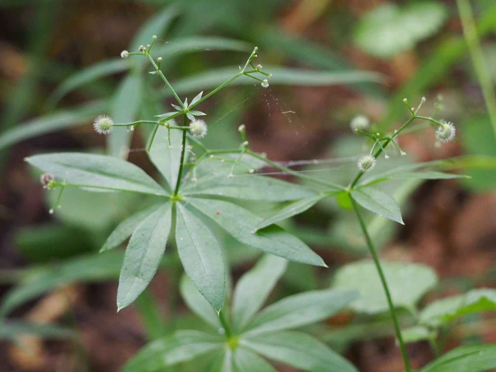 Sweet Woodruff thumbnail 2