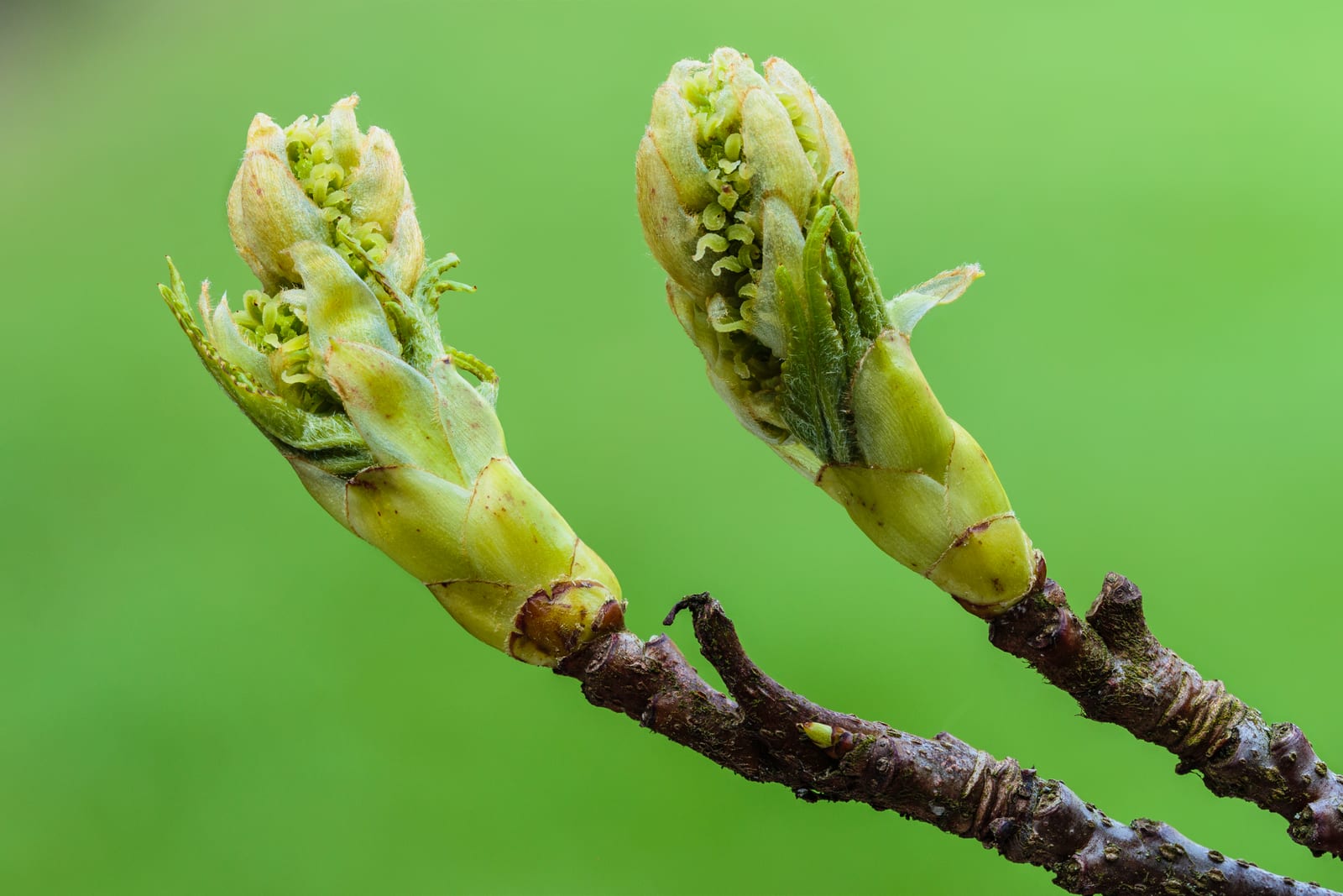 Sweetgum thumbnail 4