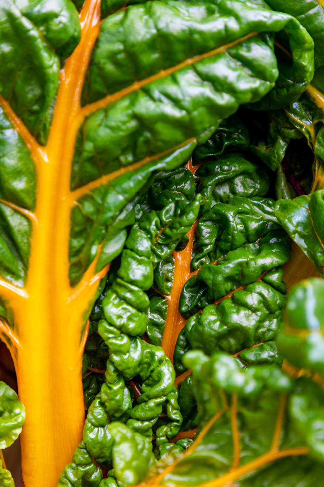 Swiss Chard thumbnail 2