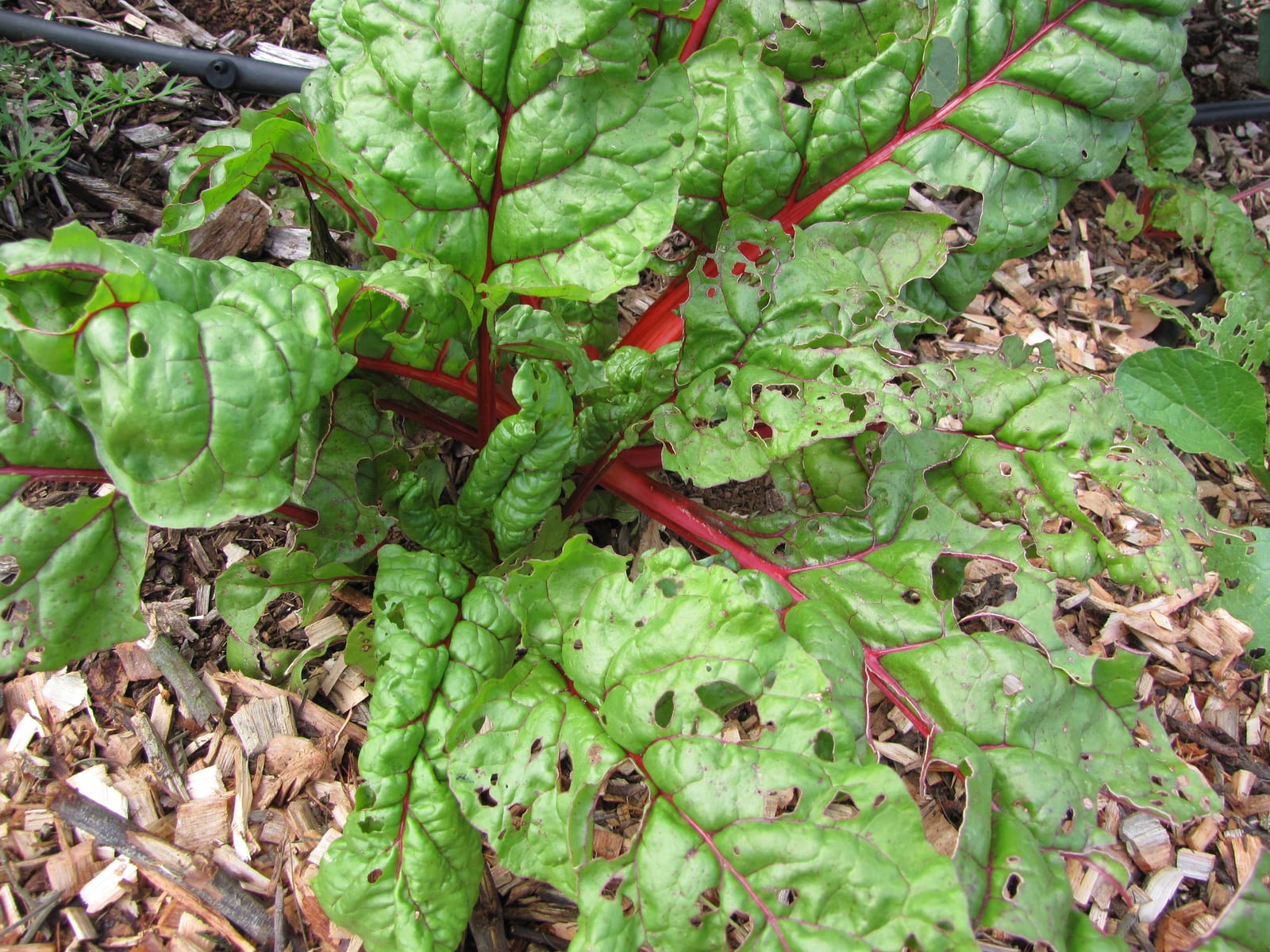 Swiss Chard thumbnail 3