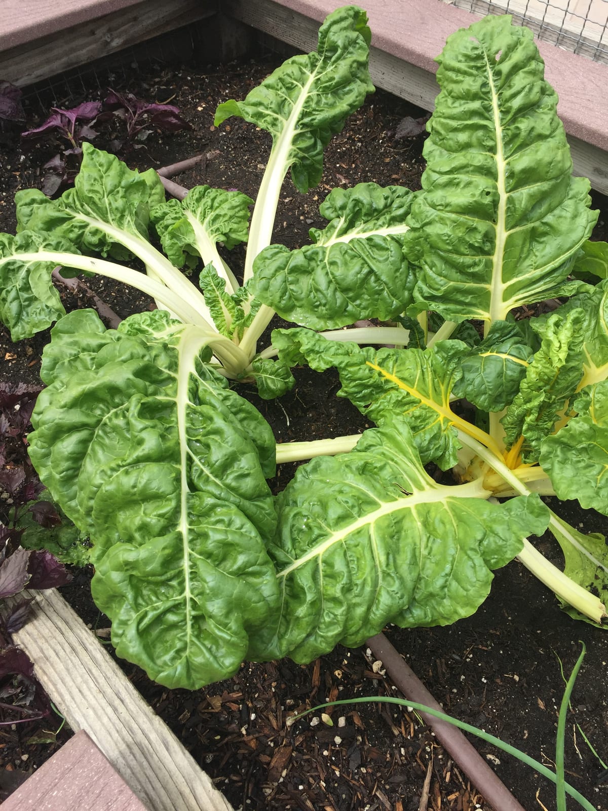 Swiss Chard thumbnail 4