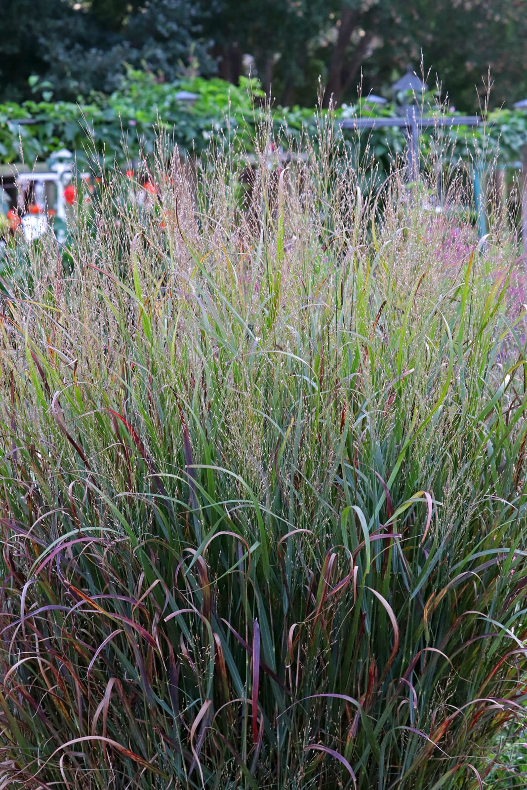 Switchgrass thumbnail 2