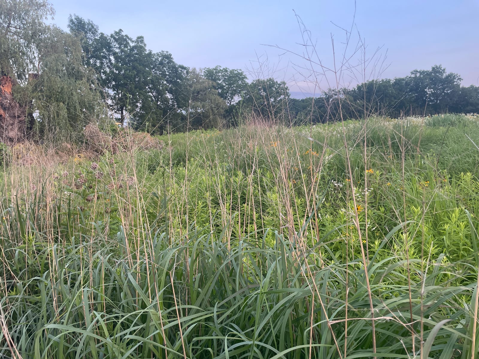 Switchgrass thumbnail 4